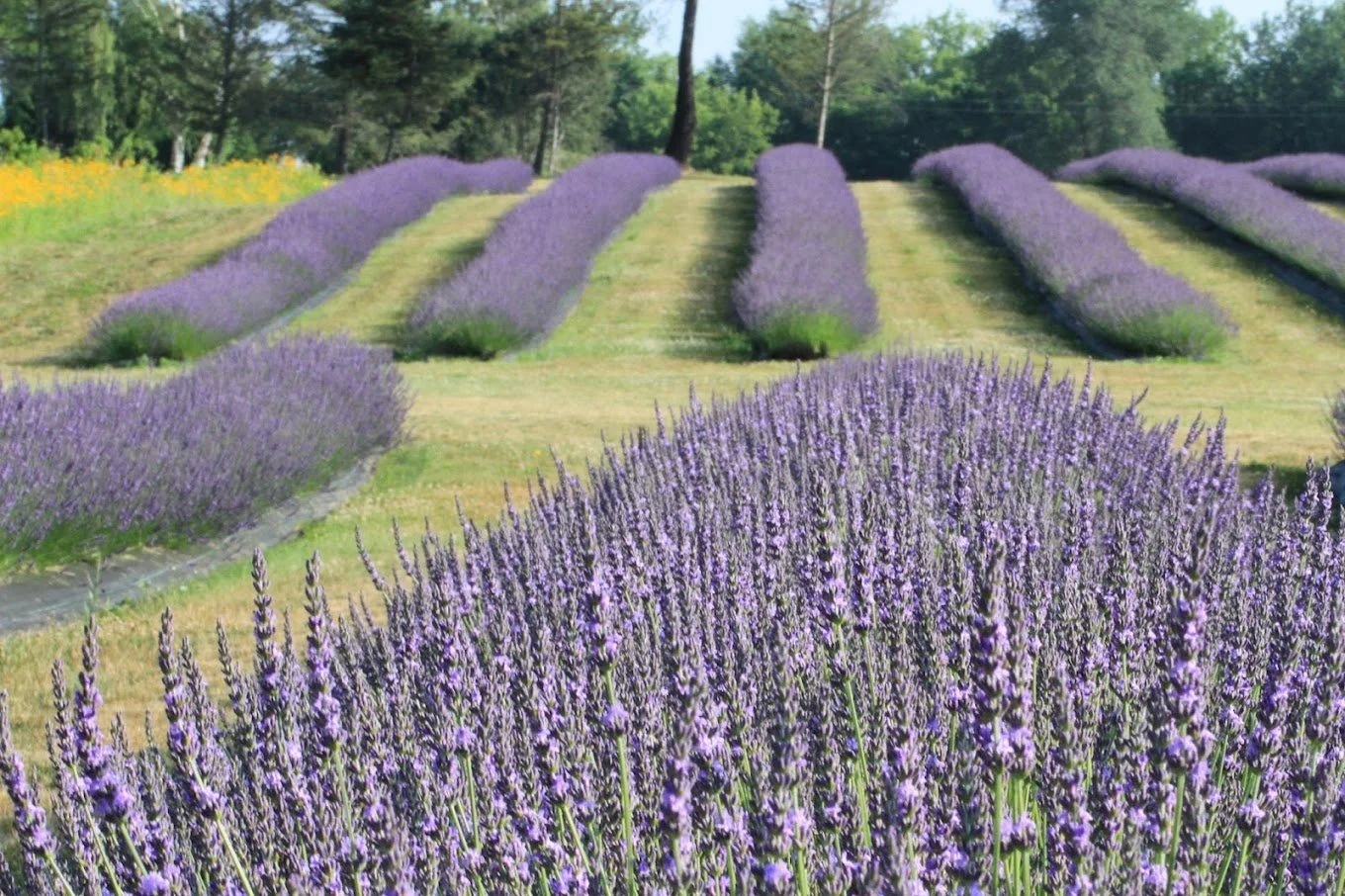 Fields of Calm: A Lavender Yoga Experience w/ Soojin