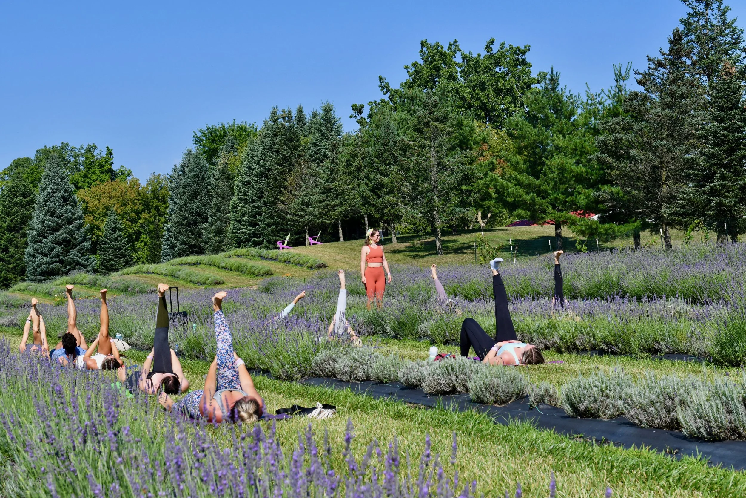 Fields of Calm: A Lavender Yoga Experience w/ Soojin