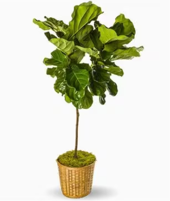 Fiddle Leaf Ficus