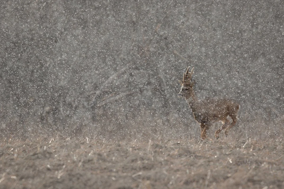 Kun haavoittuvuus puhuu