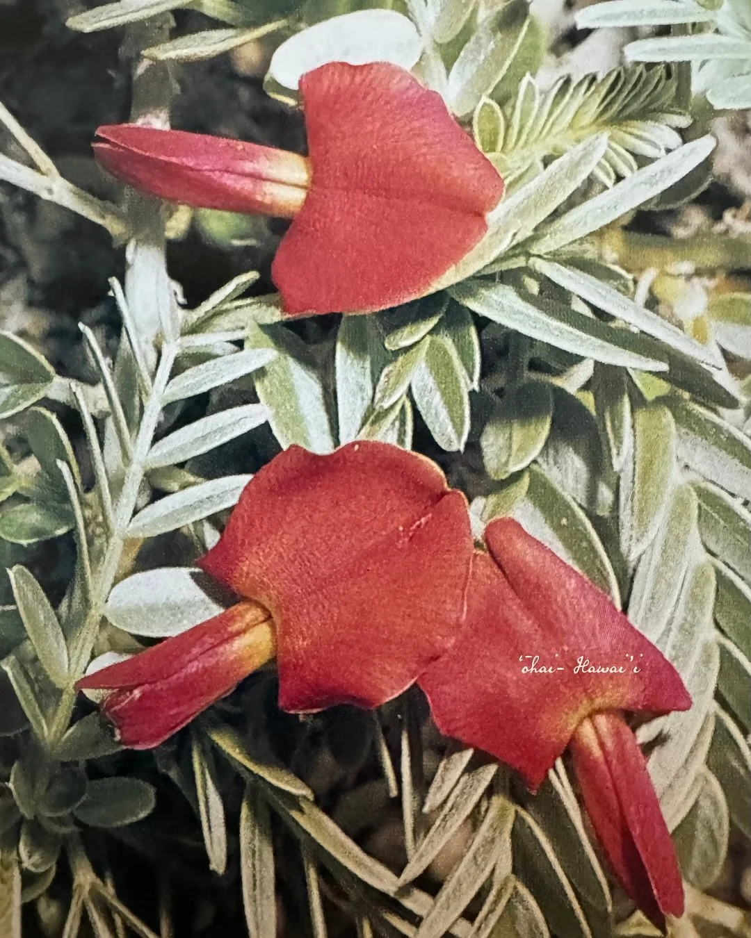 For those who travel for culture and nature. 

Flowers of the Pacific Island Seashore, Dr. W. Arthur Whistler, Published by Isle Botanica, 1992