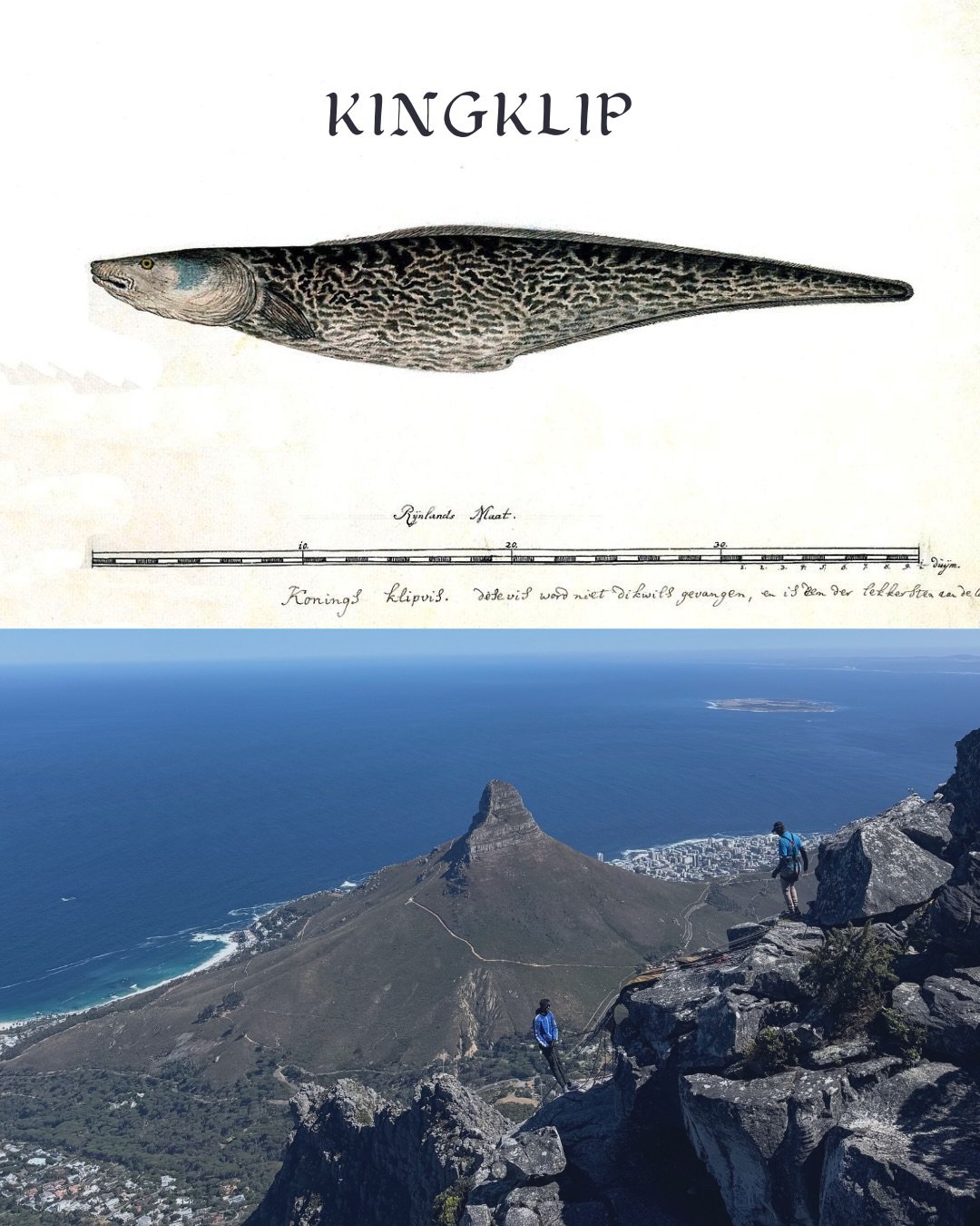 I tried kingklip for the first time, which is found at the bottom of deep, rocky waters off the coasts of South Africa, New Zealand, and South America. 

Fascinated by the idea of two shores coming together, I was interested in all of the penguins, s
