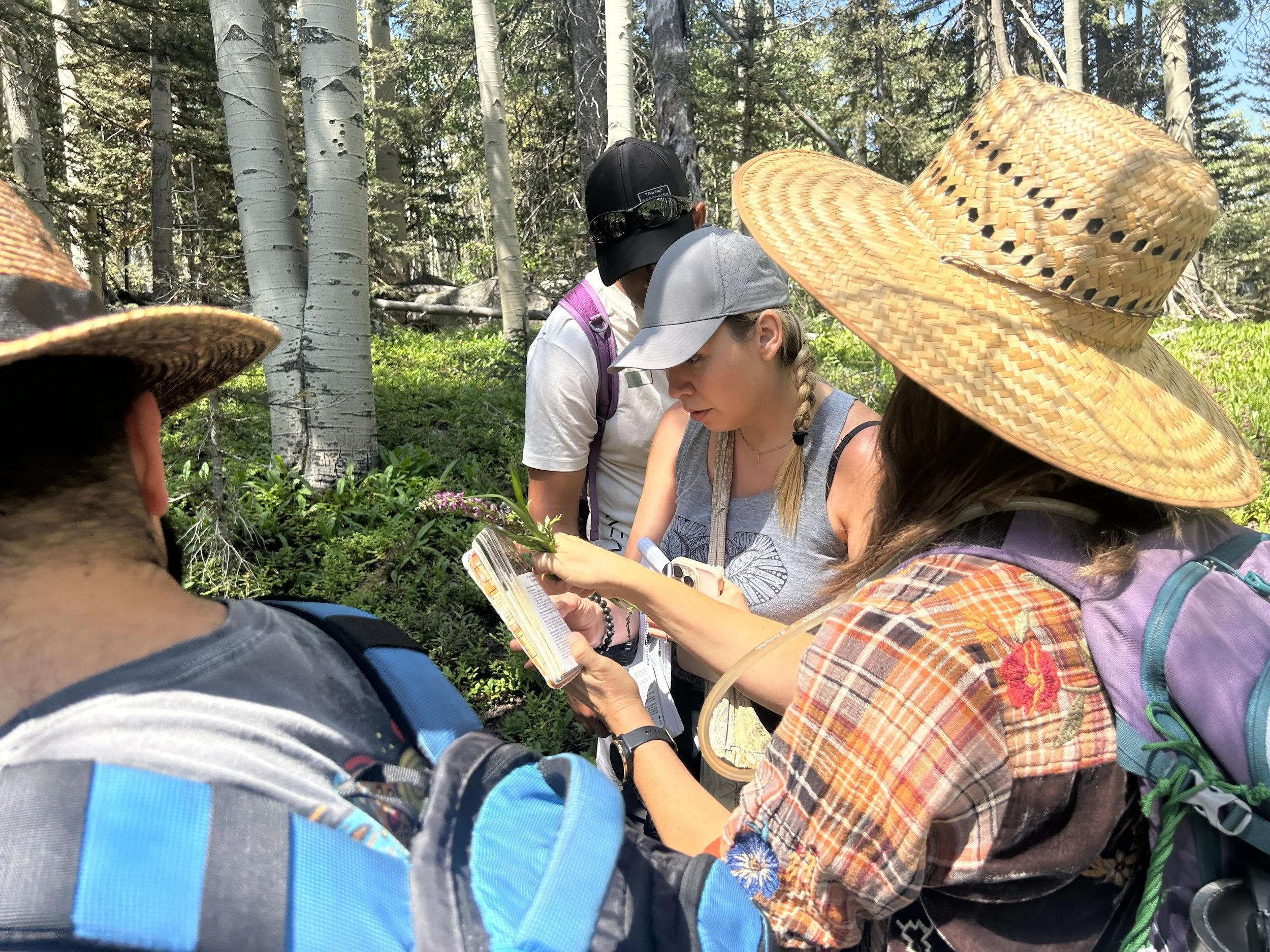 Foraging in Northern NM