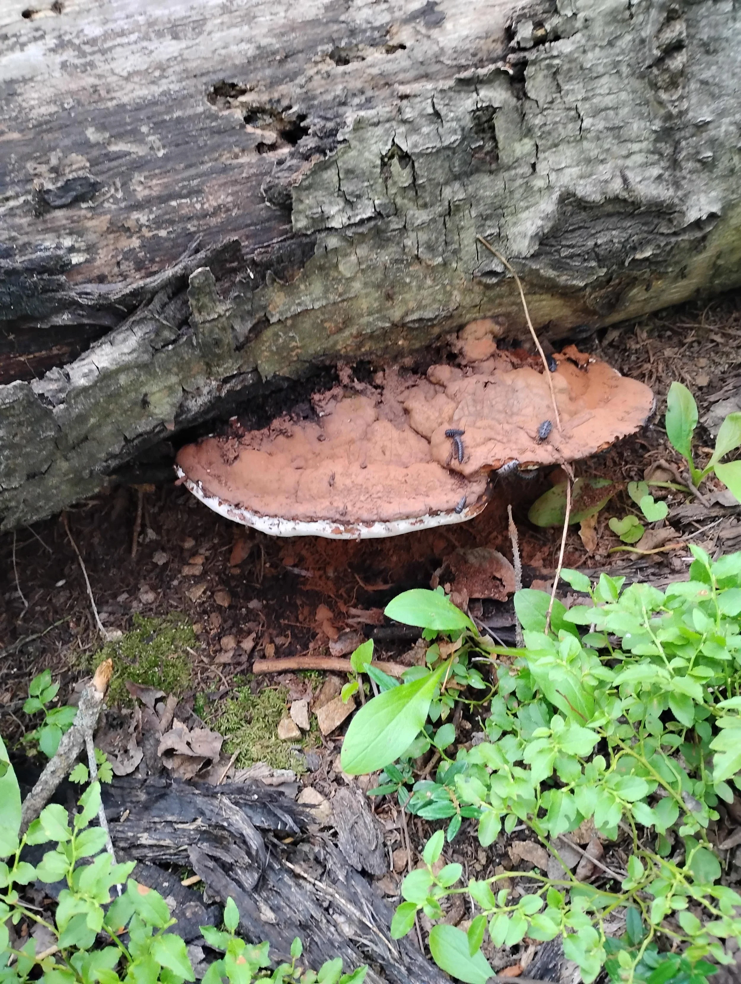 Foraging in Northern NM, Santa Barbara Wilderness