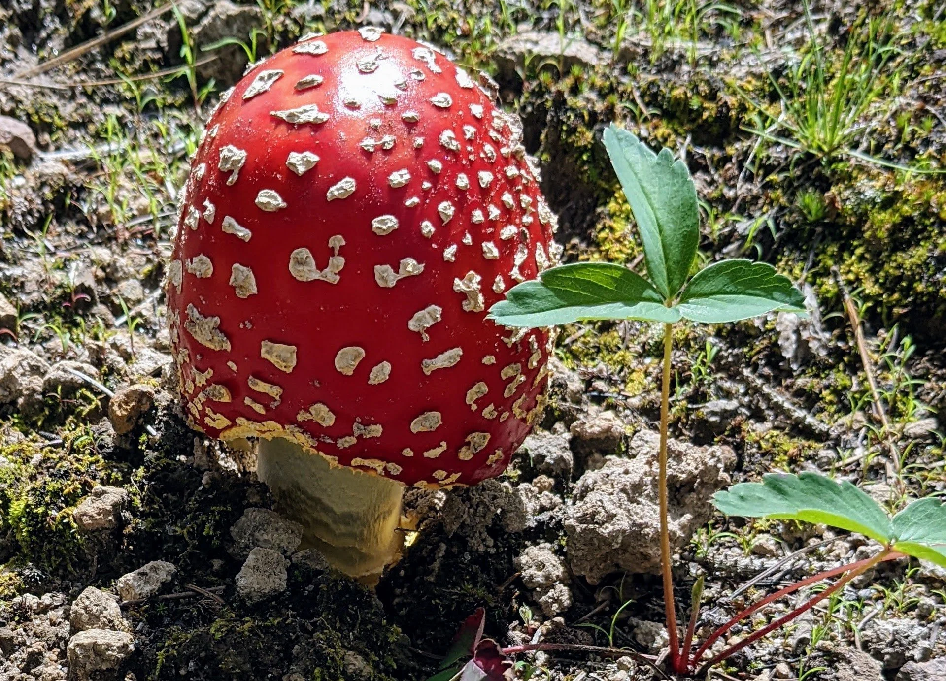Foraging in Northern NM, Jemez Mountains
