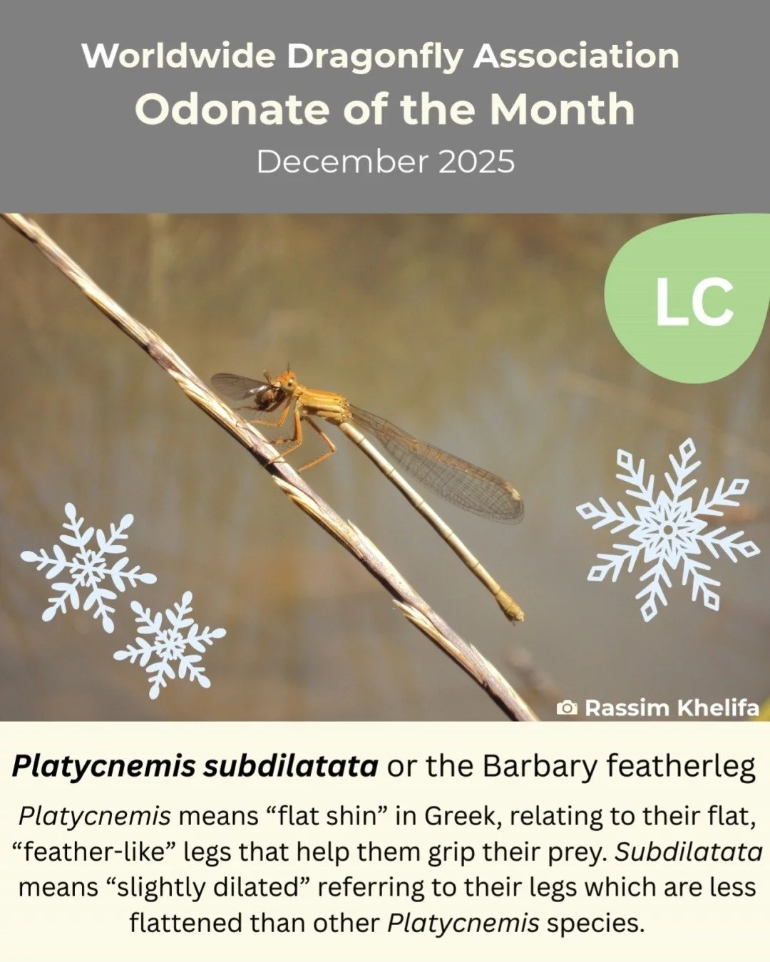 ✨ Presenting our second odonate of the month, Platycnemis subdilatata, submitted by Dr. Rassim Khelifa ✨

If you want to submit an odonate for odonate of the month and be featured on our social media, submit one at the link in our bio!

Slide 1: Plat