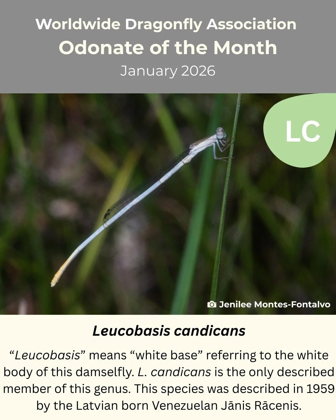 ✨Presenting our third (slightly belated) odonate of the month, Leucobasis candicans! ✨

If you would like to submit an odonate for odonate of the month and be featured on our page click the link in our bio!

Slide 1: Leucobasis candicans
&ldquo;Leuco