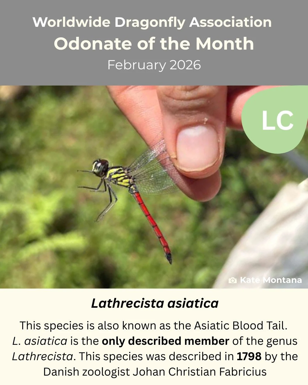 ✨Presenting our fourth odonate of the month, Lathrecista asiatica! ✨

If you want to submit an odonate for odonate of the month and be featured on our page click the link in our bio!

Slide 1: Lathrecista asiatica
This species is also known as the As