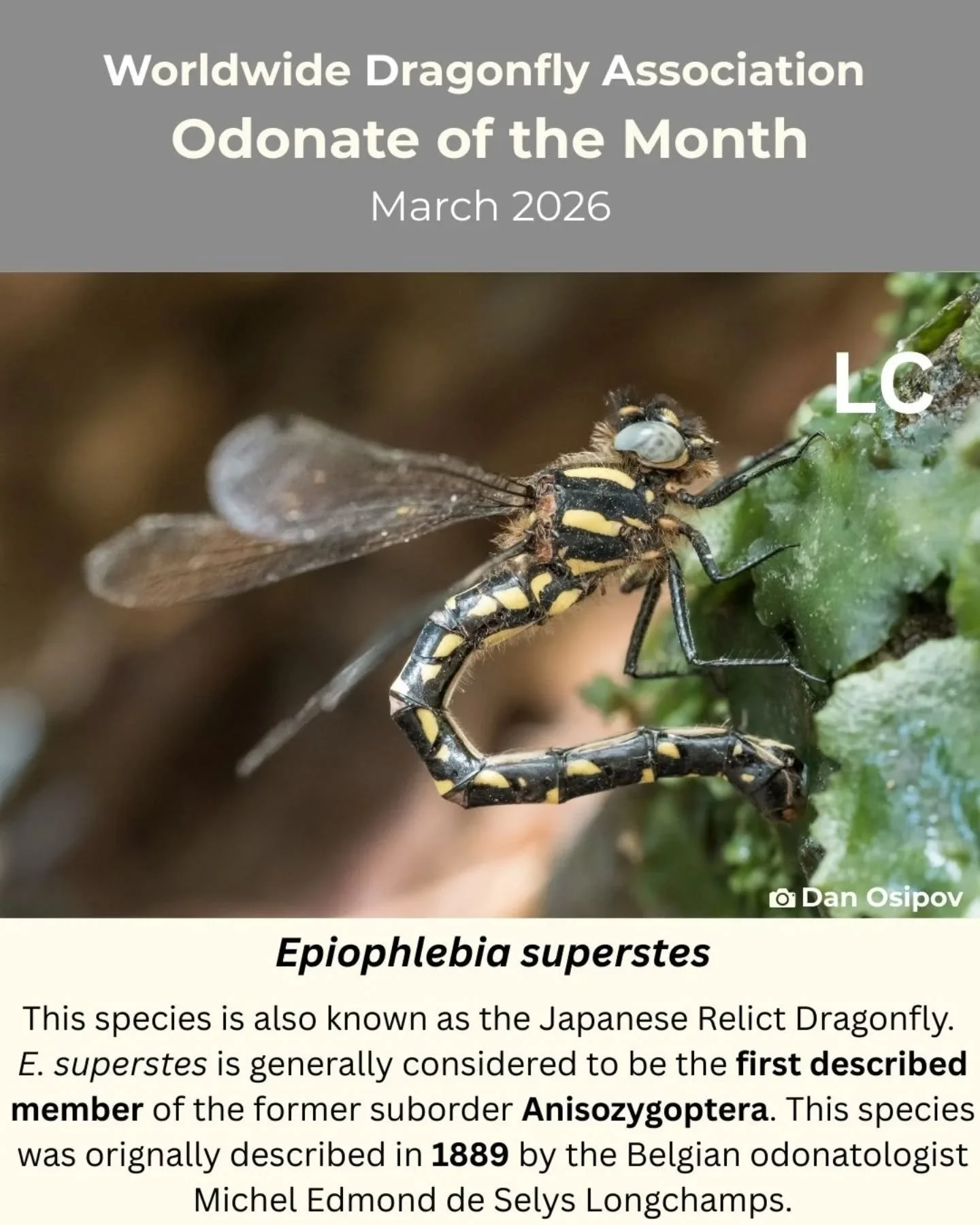 ✨ Presenting our fifth odonate of the month, Epiophlebia superstes, submitted by Dan Osipov ✨ 

If you would like to make a submission for odonate of the month to be featured on our Instagram, check out the link in our bio!