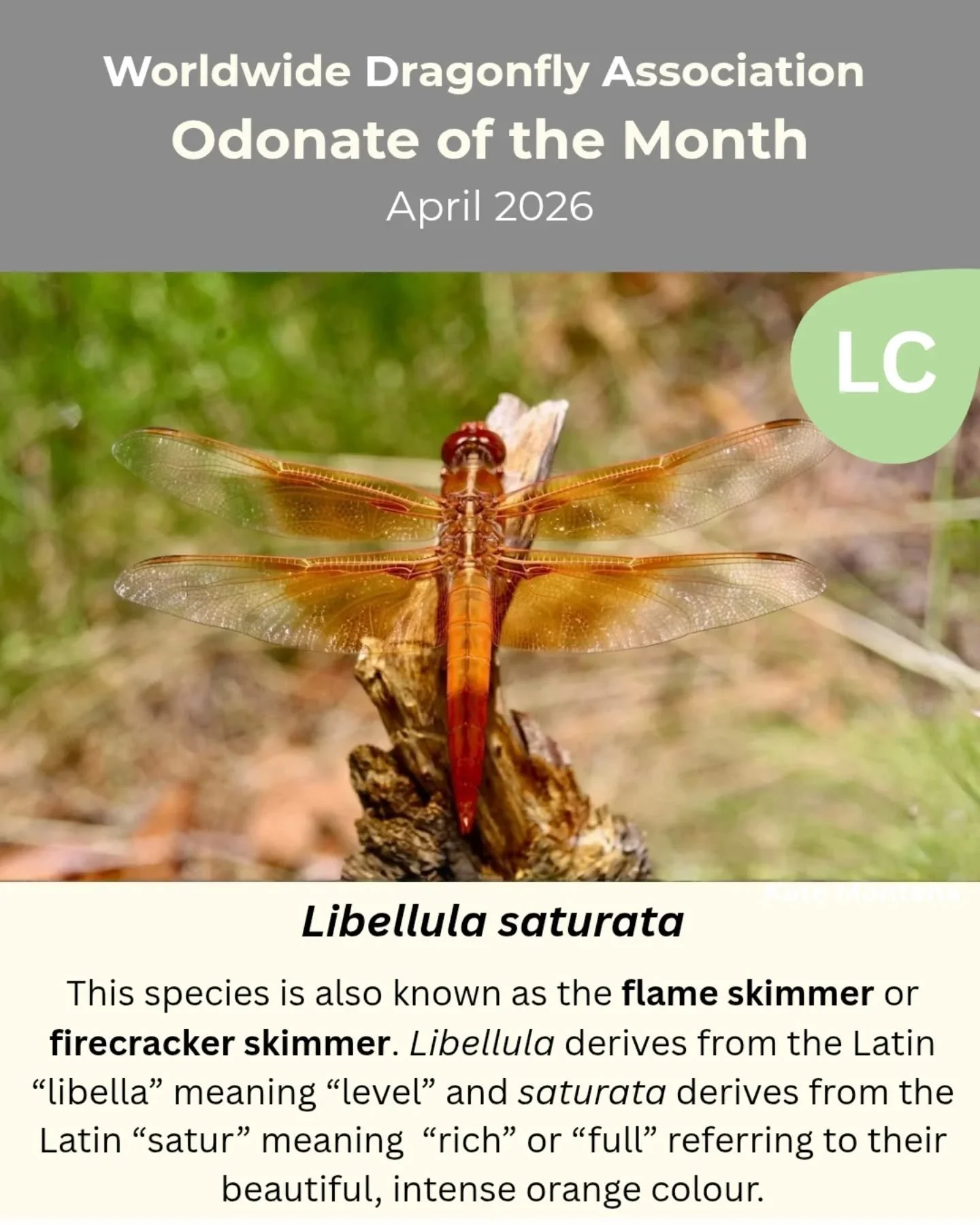 ✨Presenting our sixth odonate of the month, Libellula saturata! ✨

If you would like to submit an odonate for the odonate of the month and be featured on our page click the link in our bio!

Slide 1: This species is also known as the flame skimmer or