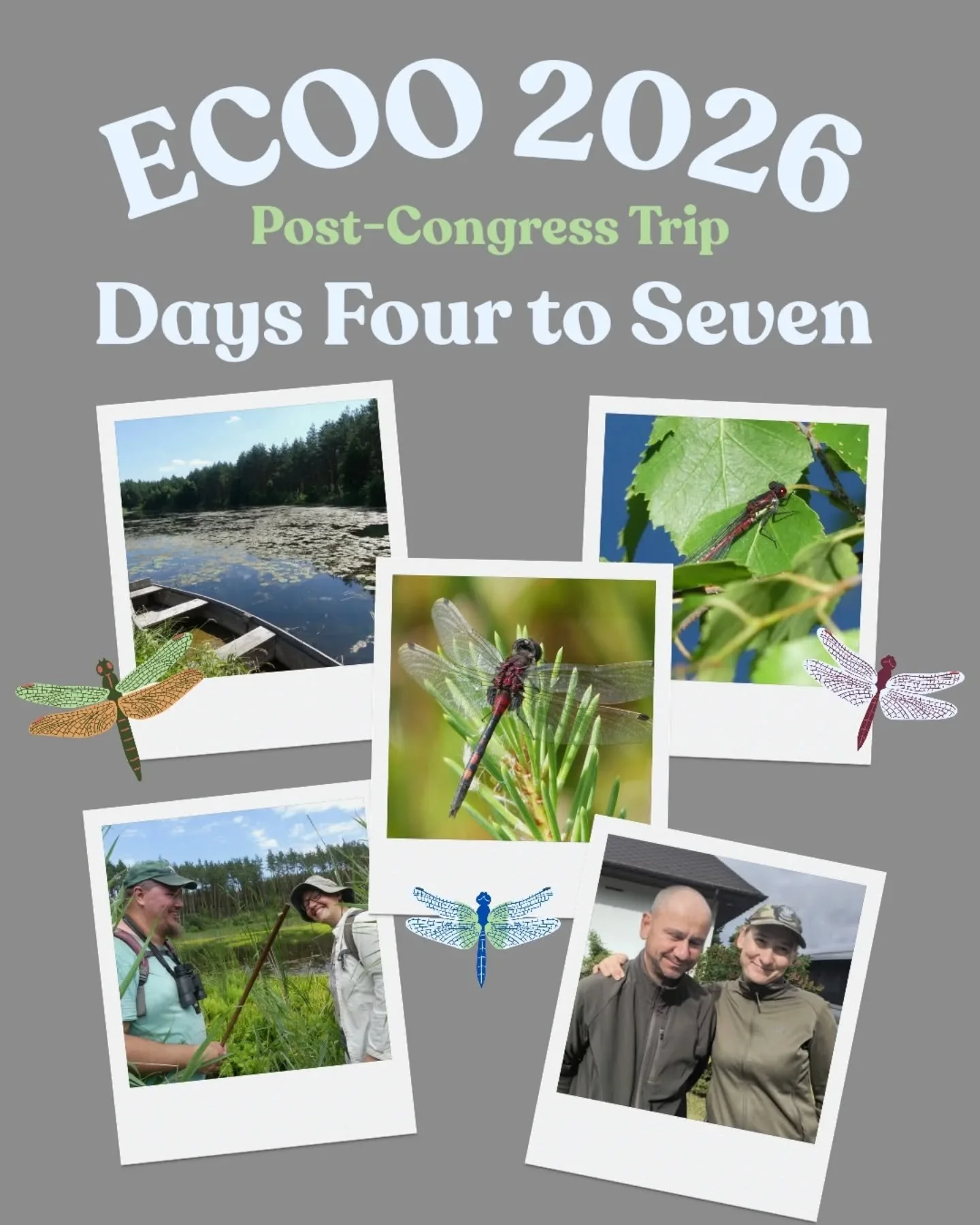 Day 4 - We remained in the Kaszuby region, slowly making our way towards Słowiński National Park. We walked through a sand pit with over 20 species of Odonata, including Aeshna viridis (the species in the ECOO 2026 logo!). We also got to see the ston