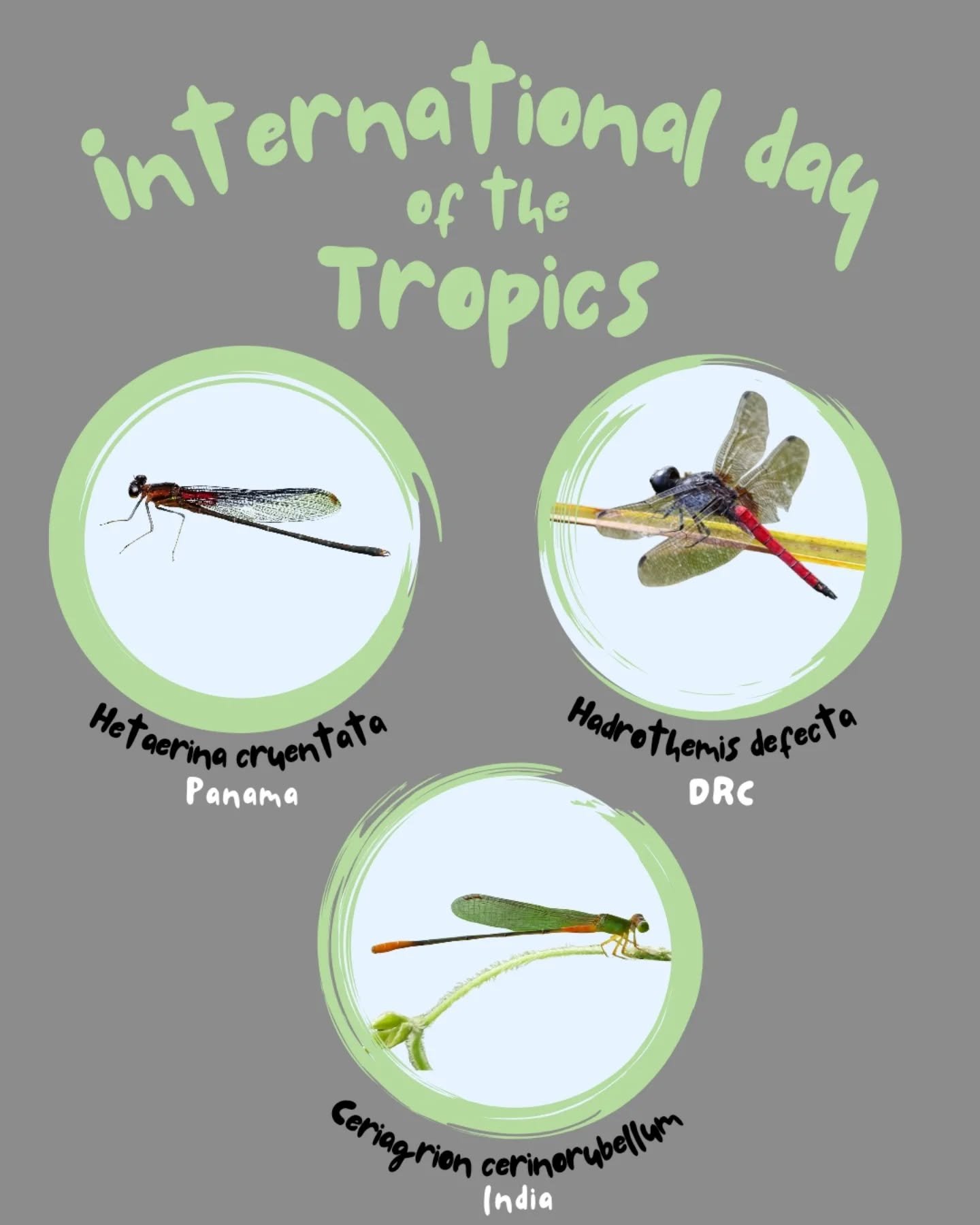June 29th is International day of the tropics! So many cool odonates reside in the tropics it was hard to pick just a few but here we highlight three awesome odonates!

Hadrothemis defecta (red jungle-skimmer) - H. defecta is found in tropical and su