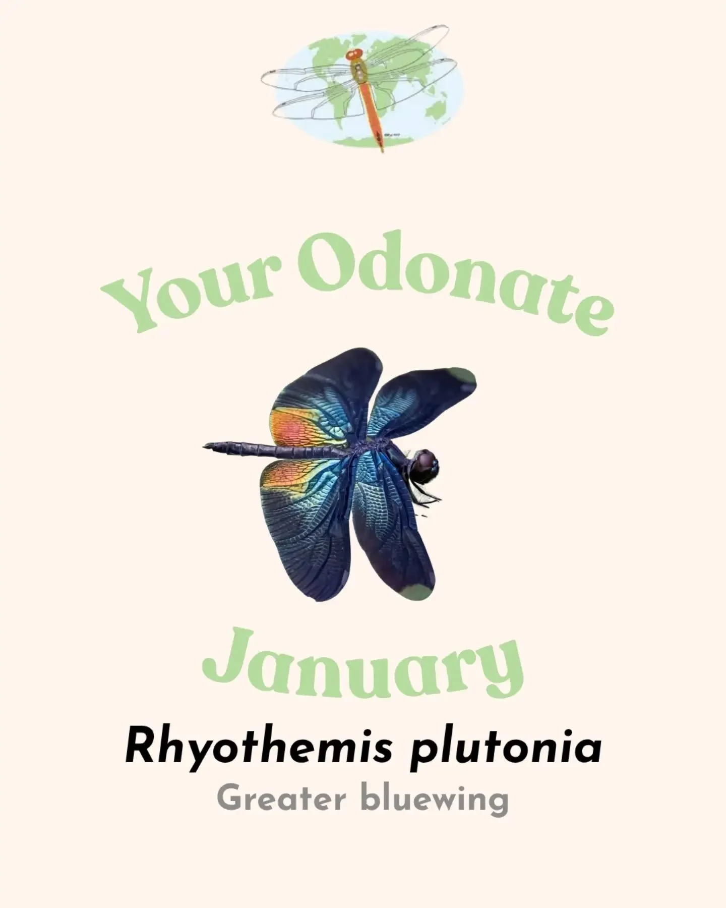 FIND YOUR ODONATE BASED ON YOUR BIRTH MONTH! 💜🎂

✨ January - Rhyothemis plutonia a.k.a. the greater bluewing is found in eastern Asia
✨ February - Orthemis ferruginea a.k.a. the roseate skimmer is found mainly in southern North America 
✨ March - R