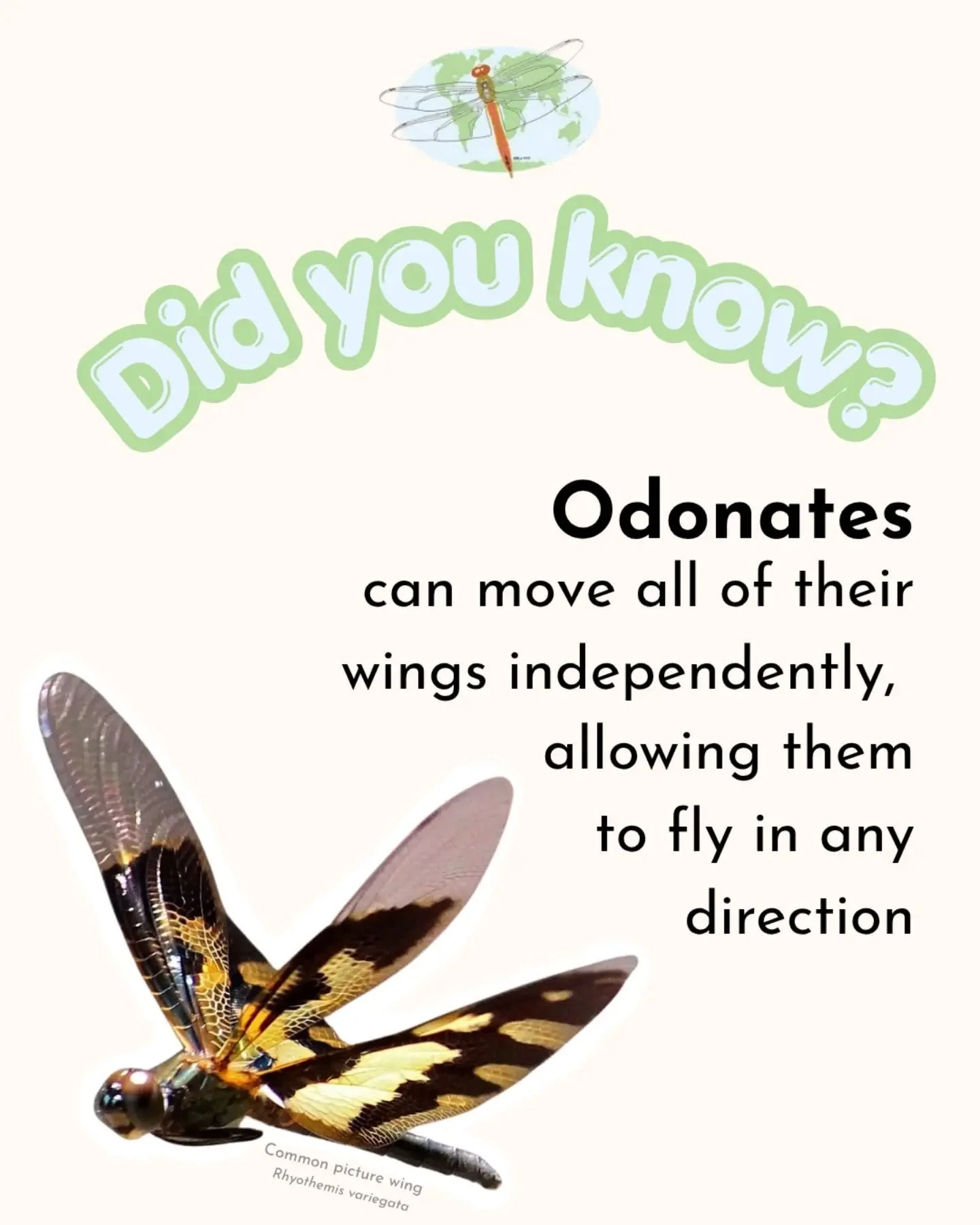Dragonflies can move all of their wings independently allowing them to fly in any direction. This incredible wing control makes them some of the most agile flyers in the world. In fact, dragonflies are the only insects capable of this kind of indepen