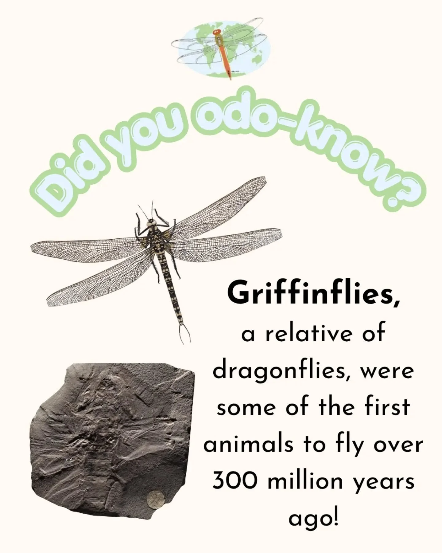 Griffinflies (order Meganisoptera) are close ancient relatives of modern dragonflies and damselflies, and they included the largest insects to ever fly, with wingspans up to 70 cm (28 inches). They first took to the skies around 317 to 350 million ye