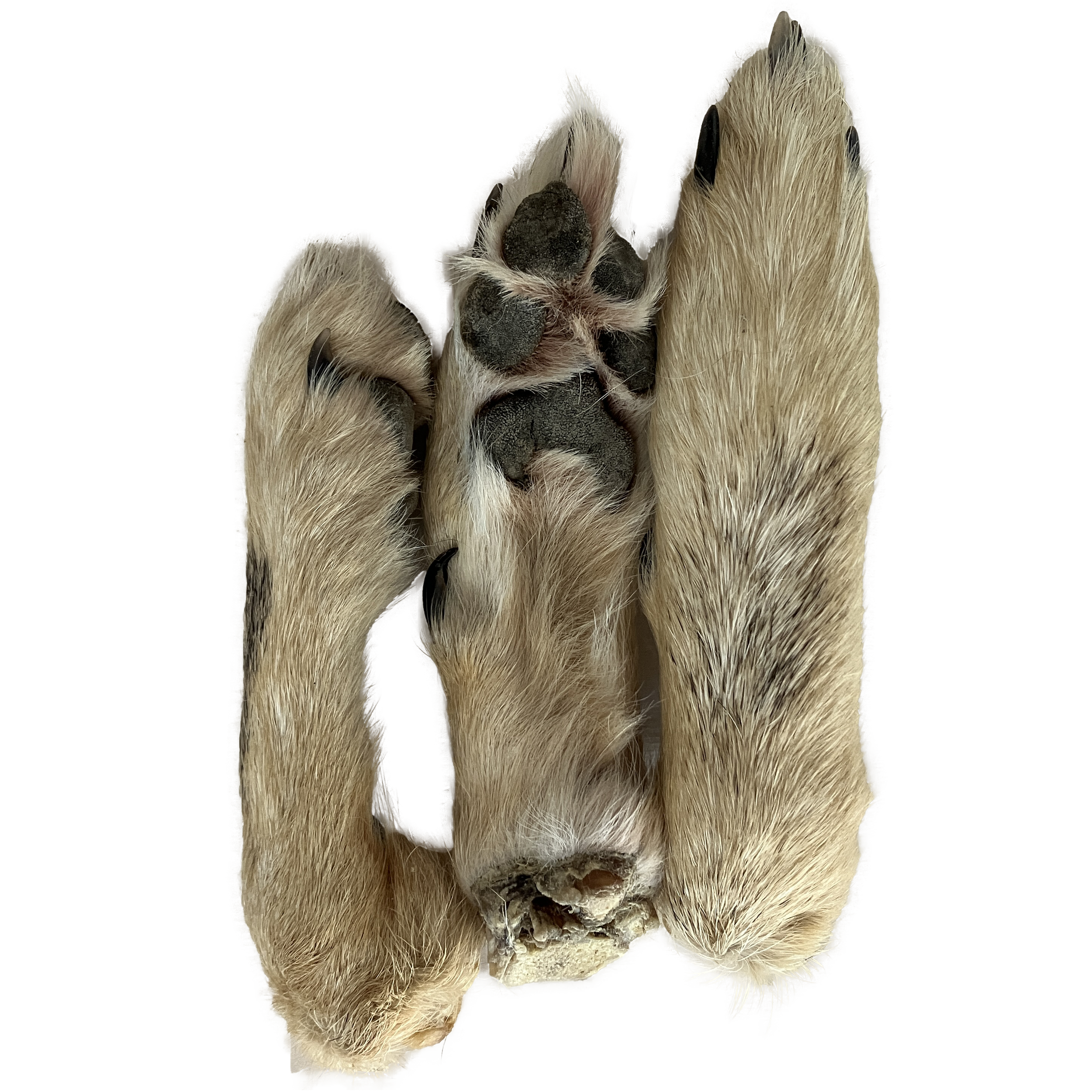 coyote feet.png