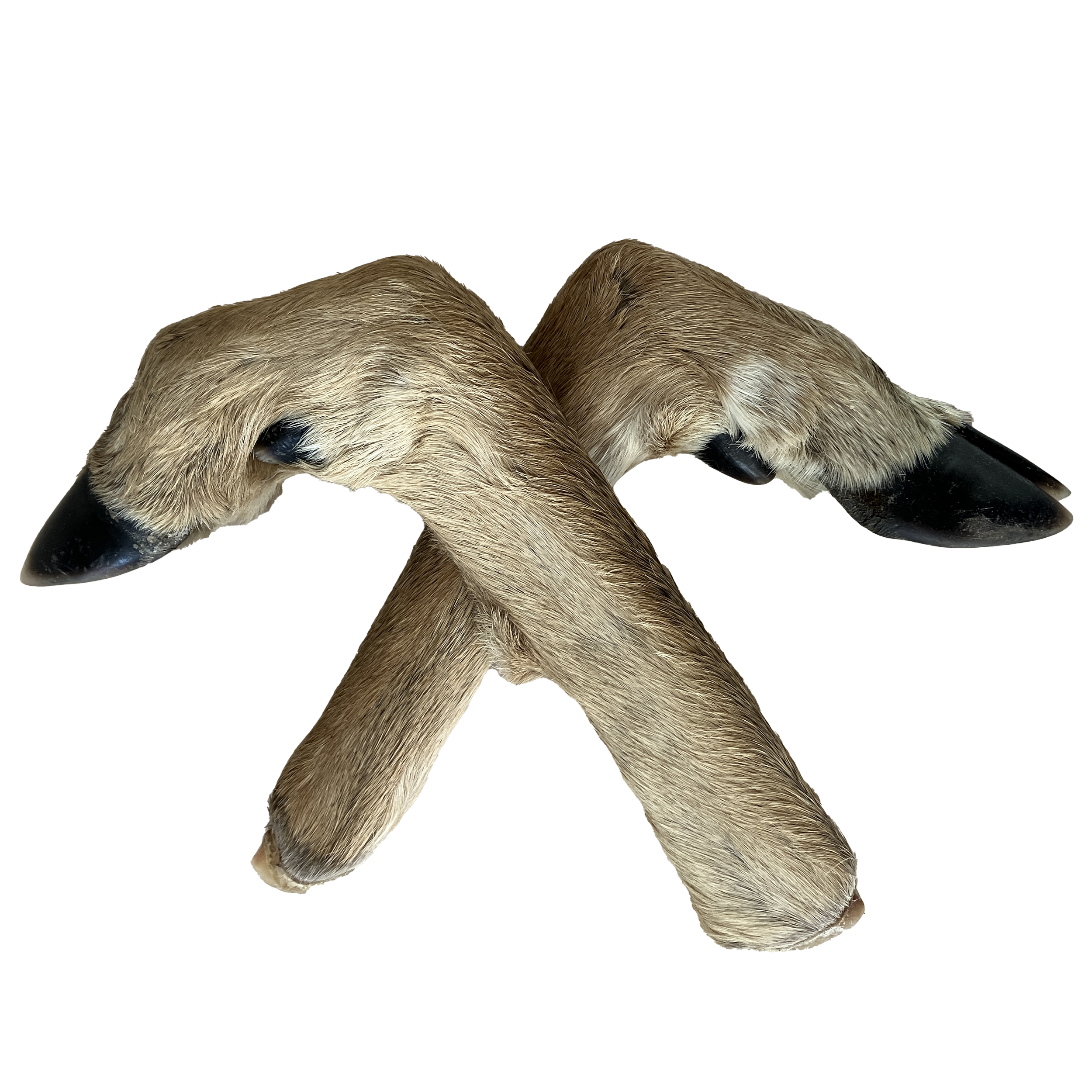 deer feet.png