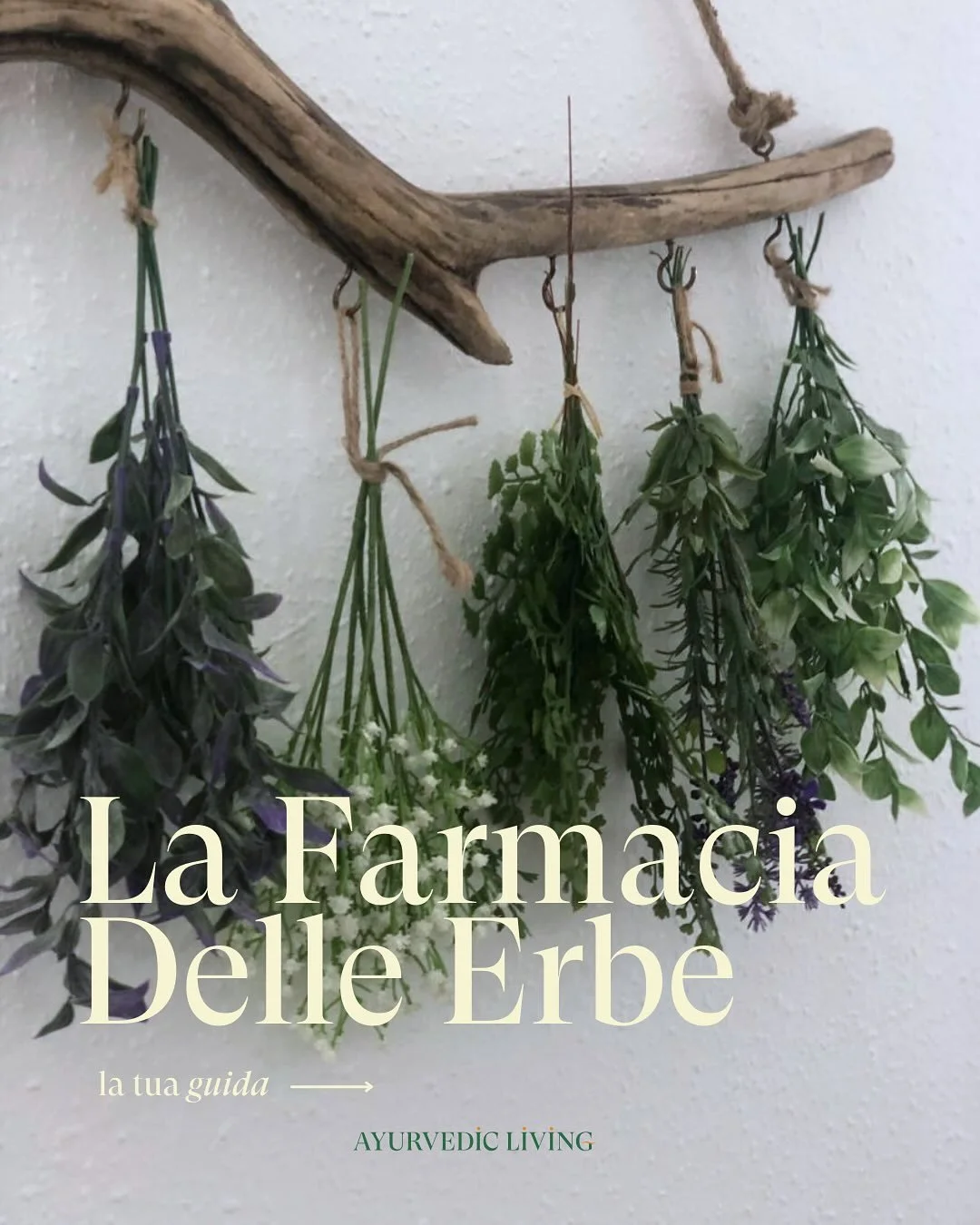 ✨ Ogni pianta racconta una storia&hellip;
Alcune calmano il sistema nervoso, altre risvegliano la mente, e alcune riportano equilibrio al corpo.

🍃 Non sono solo foglie e petali&hellip;
Sono rimedi secolari tramandati da cucine, giardini e tradizion