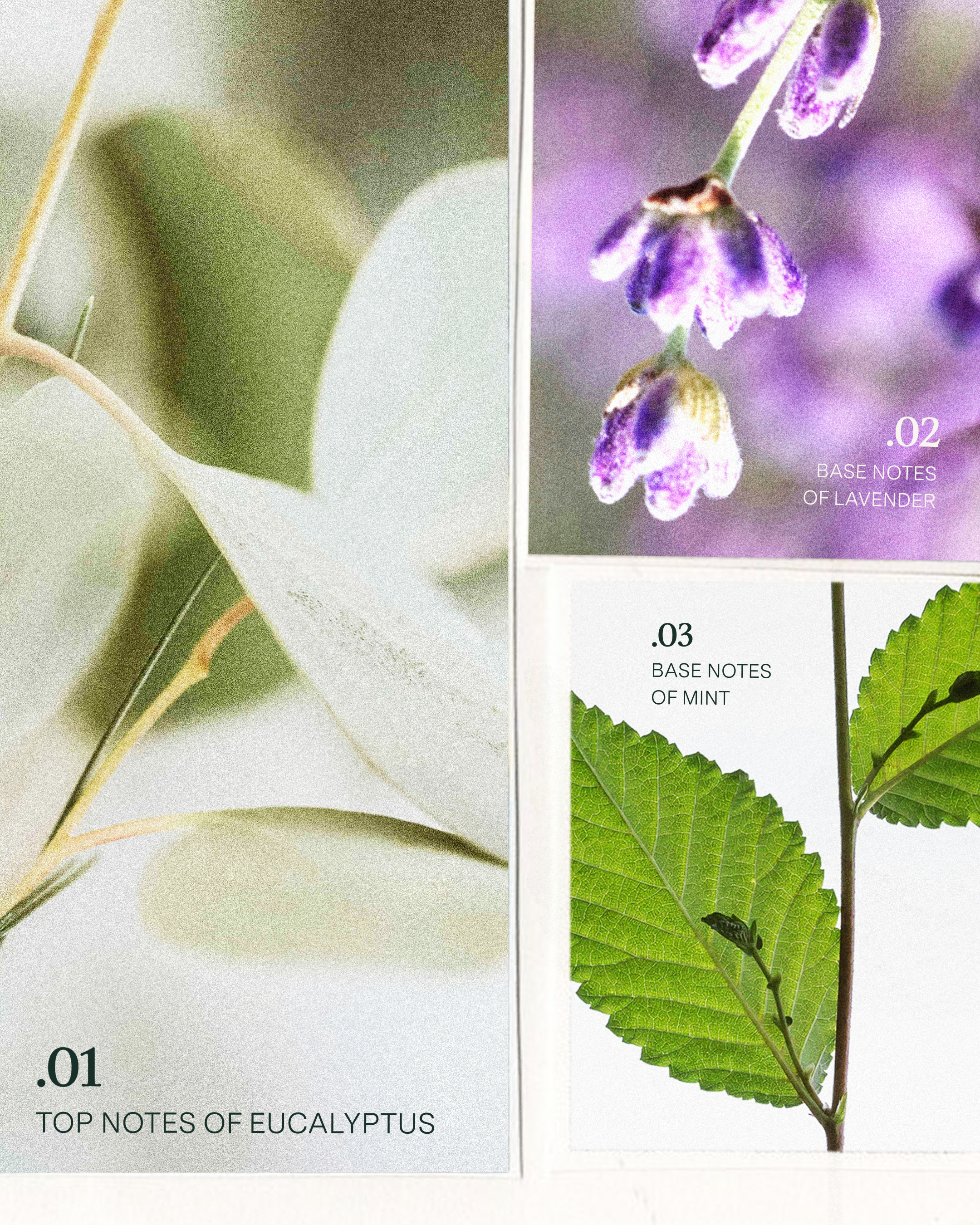 voluminous scent story - slide 4.png