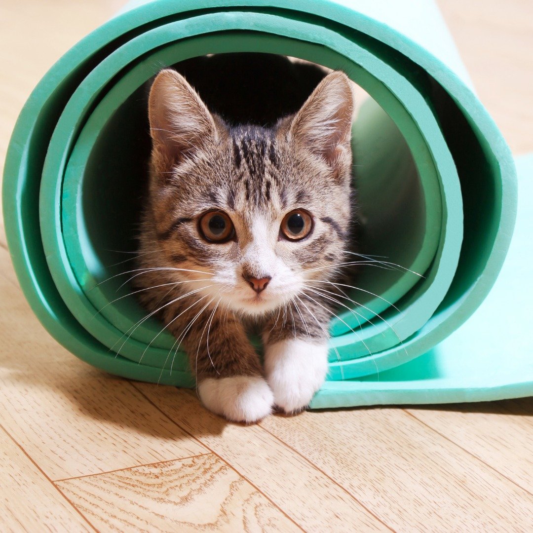 The cat is out of the bag...Kitten Yoga is coming to the studio! 😻

Join Cary Bright and our friends from @alleycats_aristocats for a donation-based yoga and kitten collaboration! This 60-minute session is open to all levels of yoga students and inc