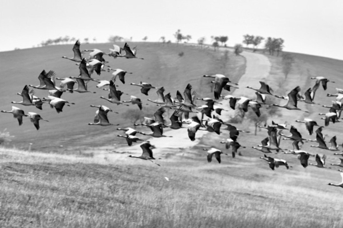 Take a look at the wild side - expo Archil Kikodze