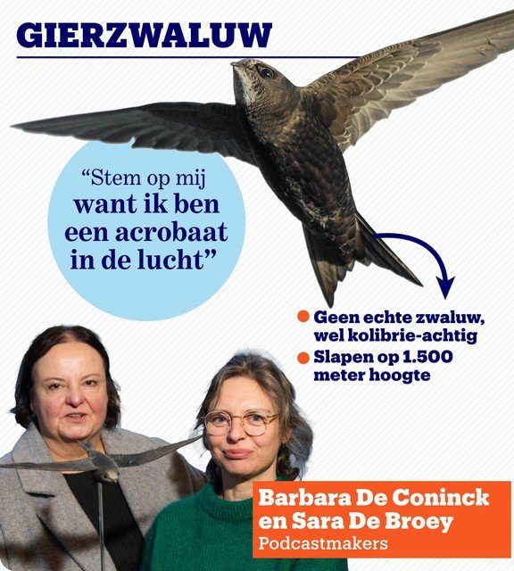 Vogelbescherming Vlaanderen-Ambassadeur van de gierzwaluw