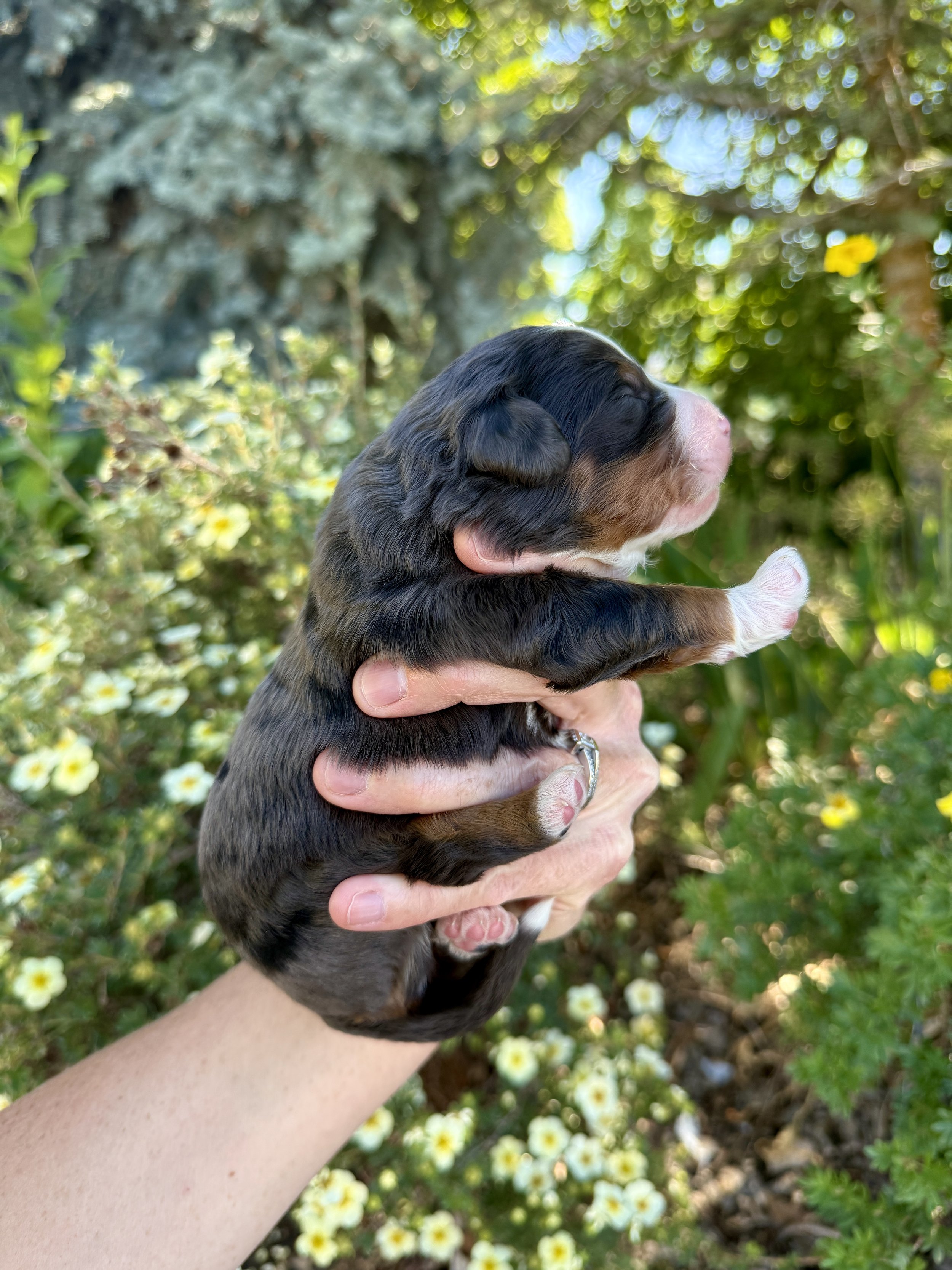 tri colored mini bernedoodle