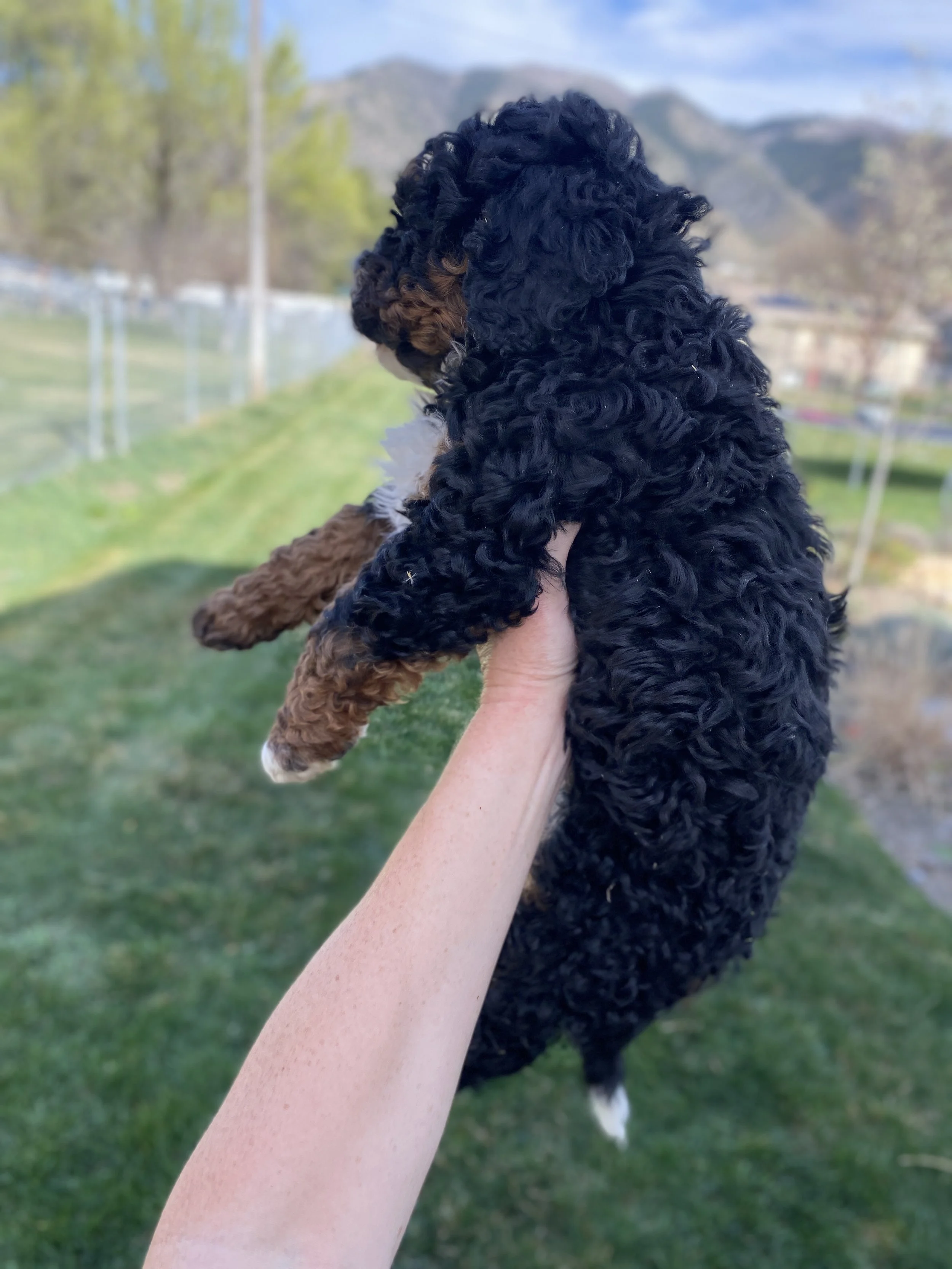 tri colored mini bernedoodle