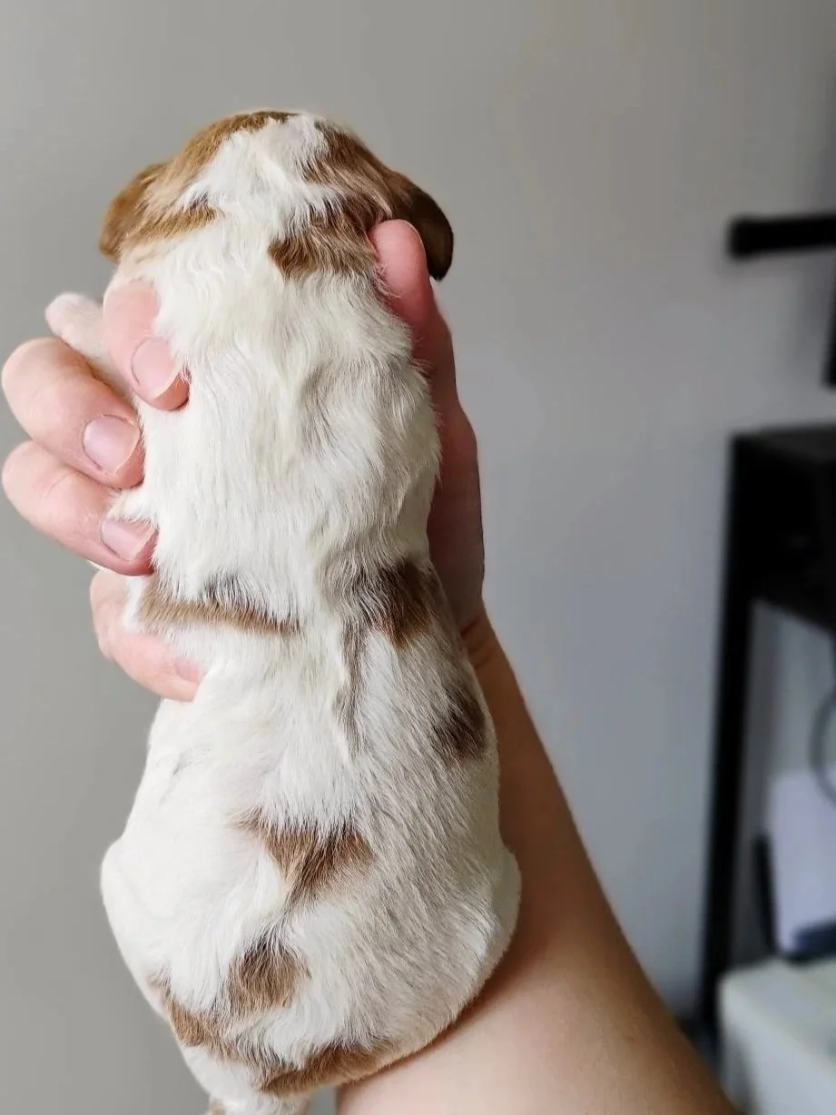 red and white brittany doodle