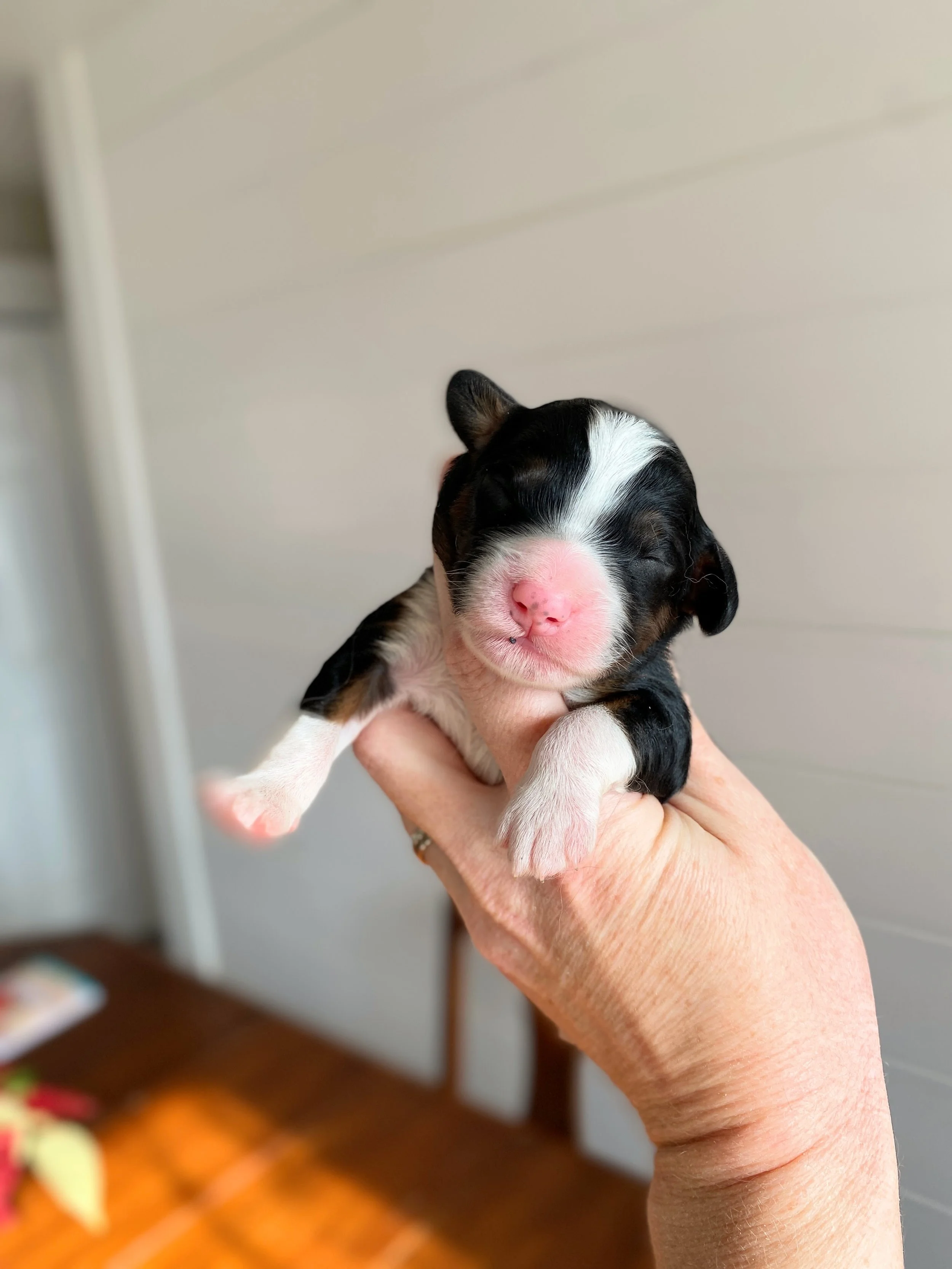 mini tri colored bernedoodle