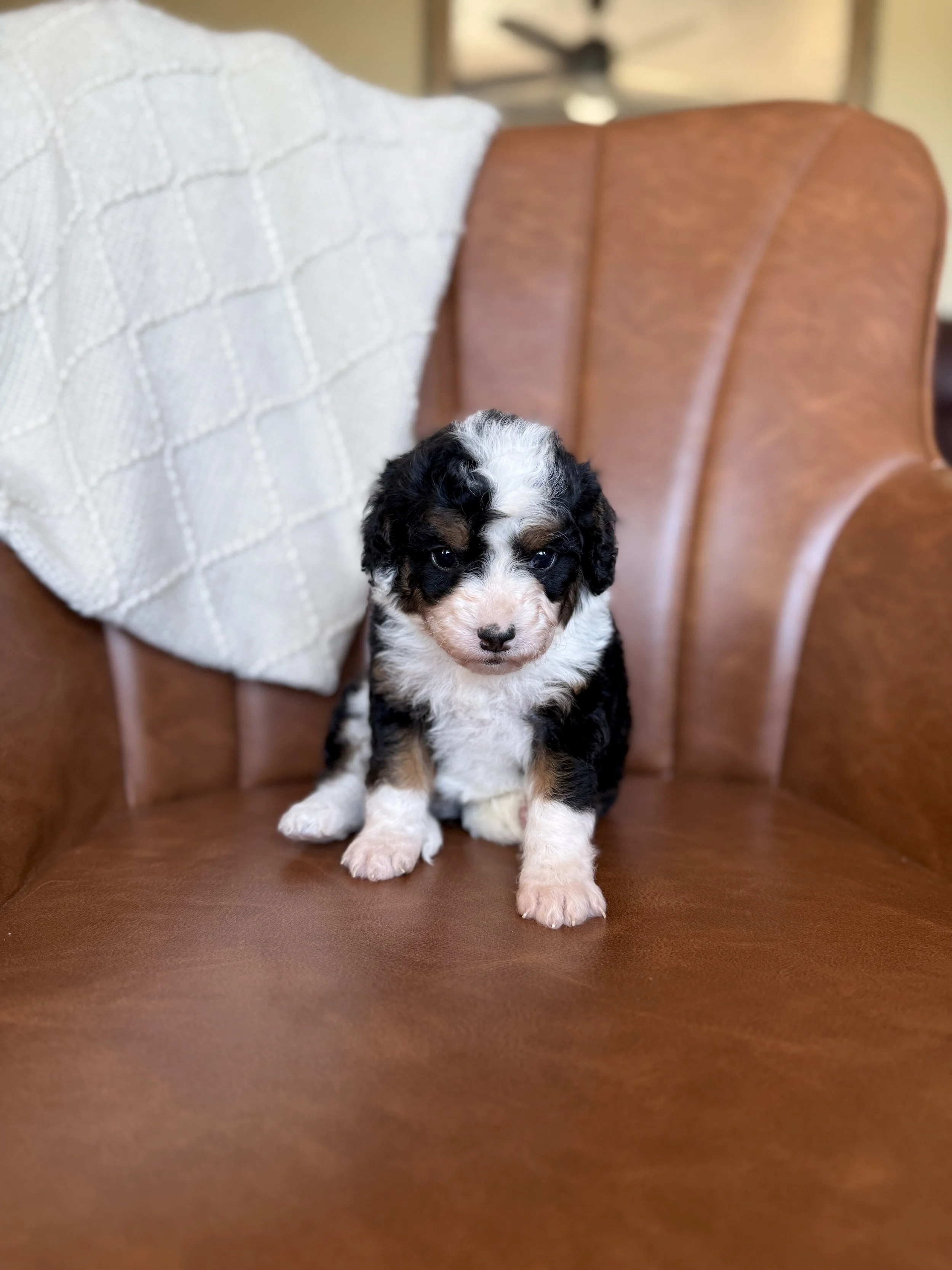mini tri colored bernedoodle