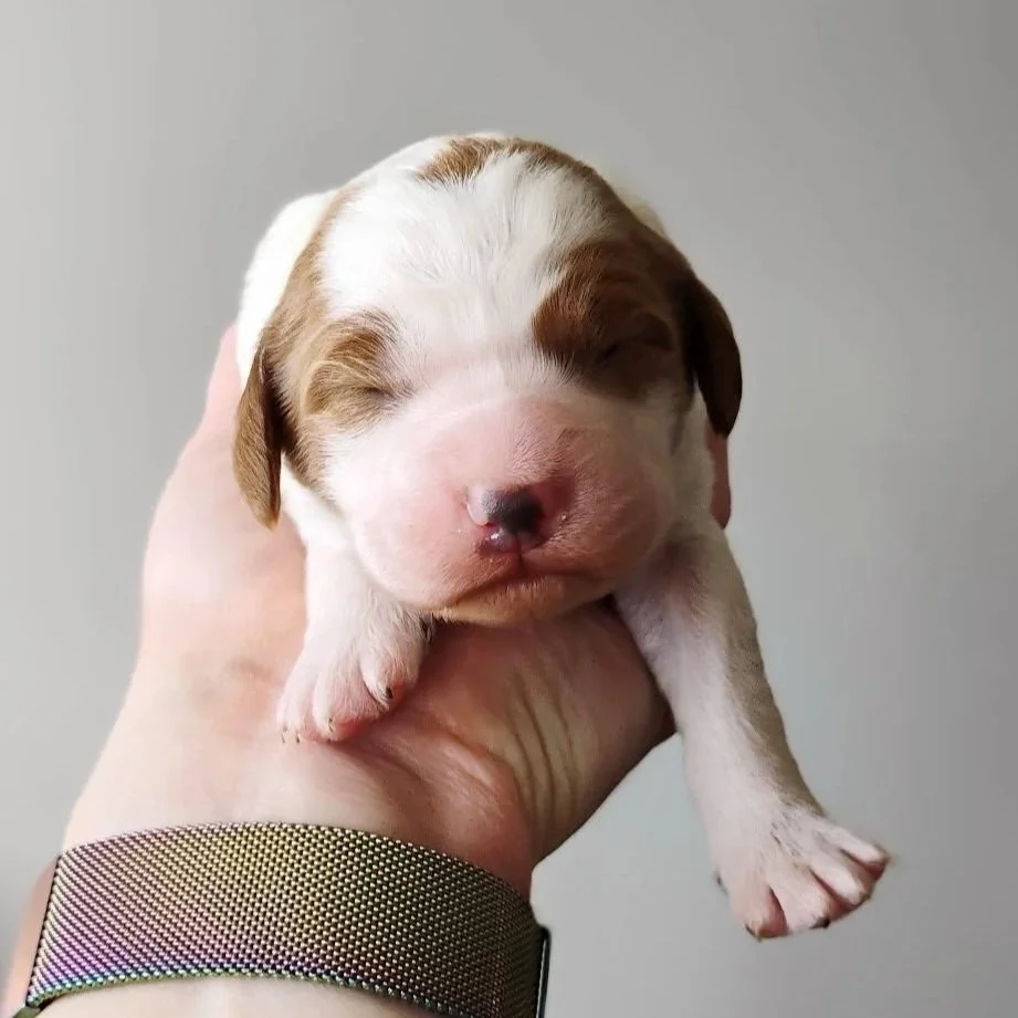 red and white brittany doodle