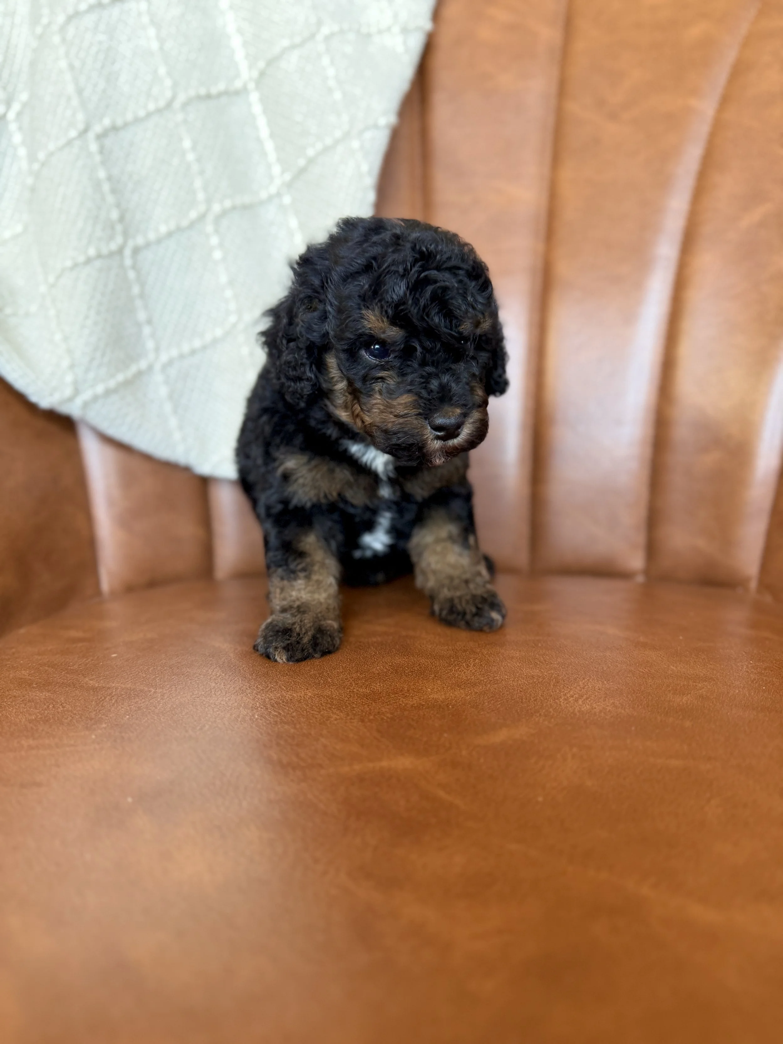 mini micro black phantom bernedoodle