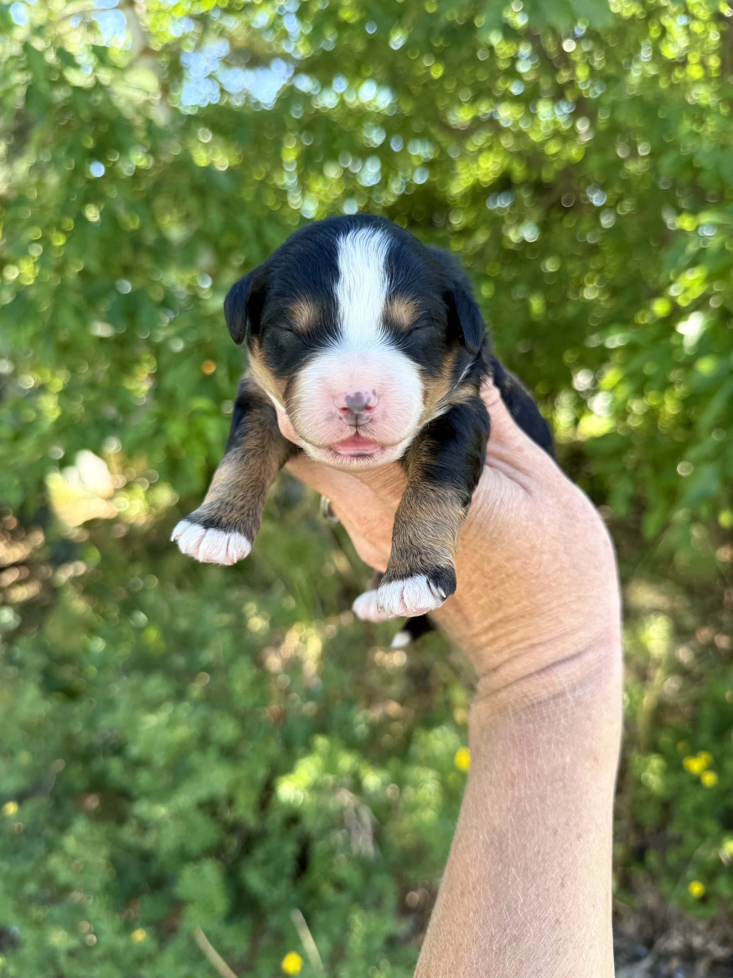 mini tri colored bernedoodle