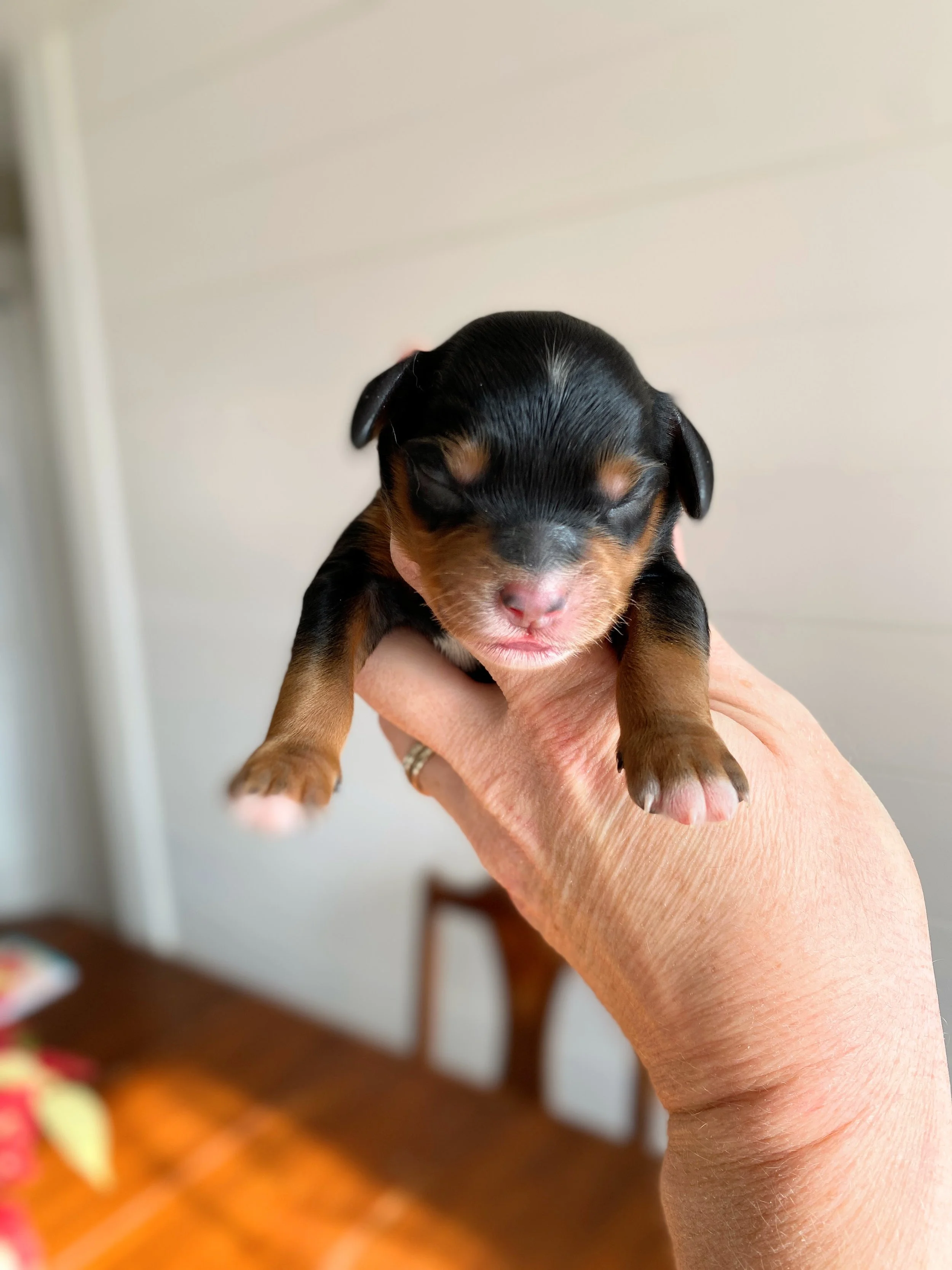 mini phantom bernedoodle