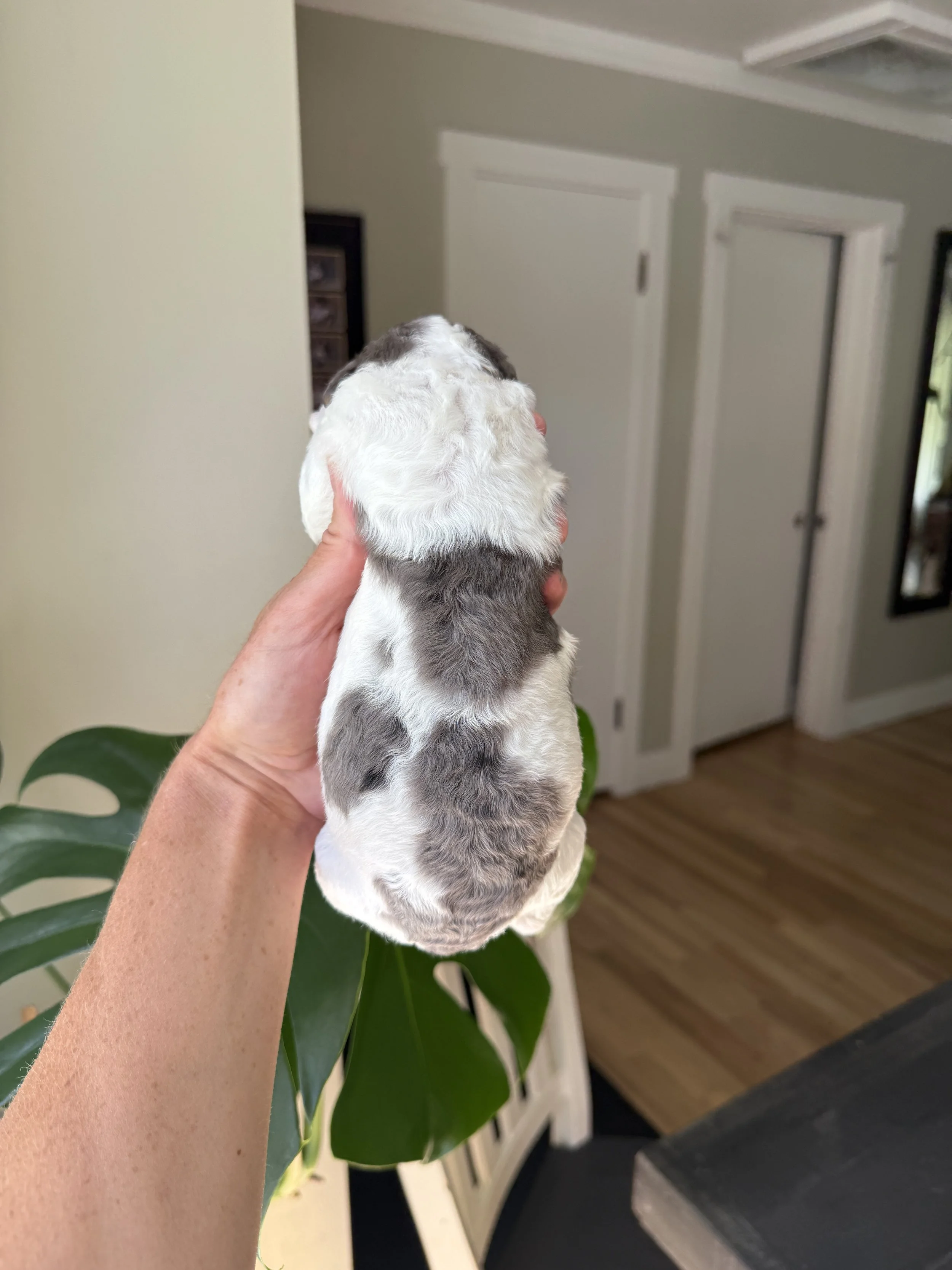 mini parti tri colored merle bernedoodle