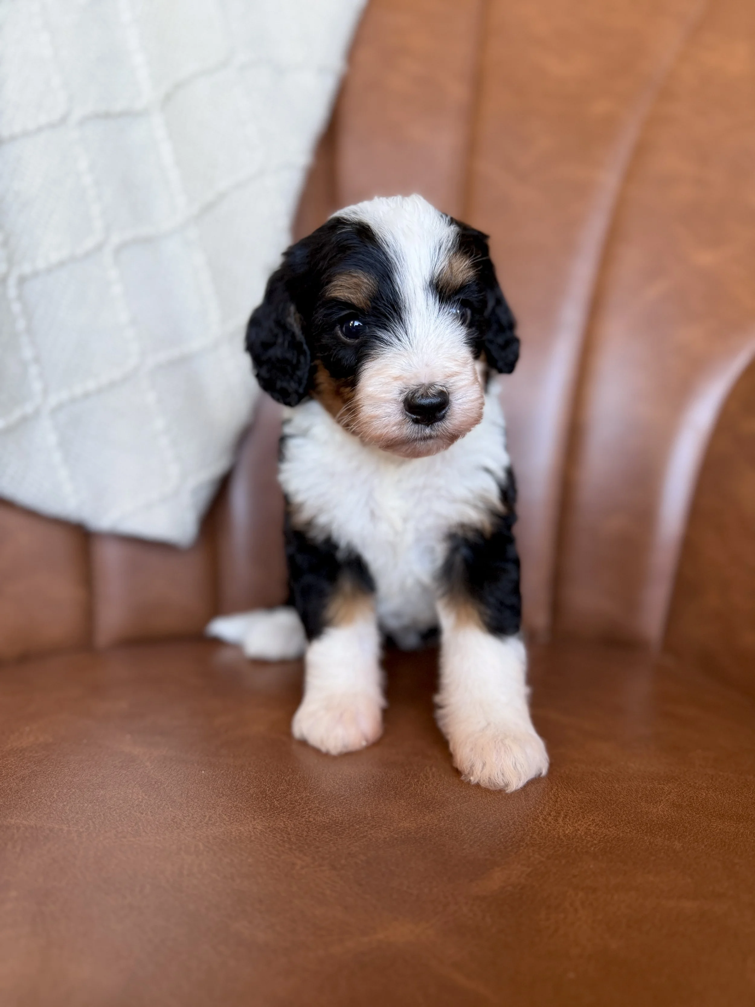 mini tri colored bernedoodle