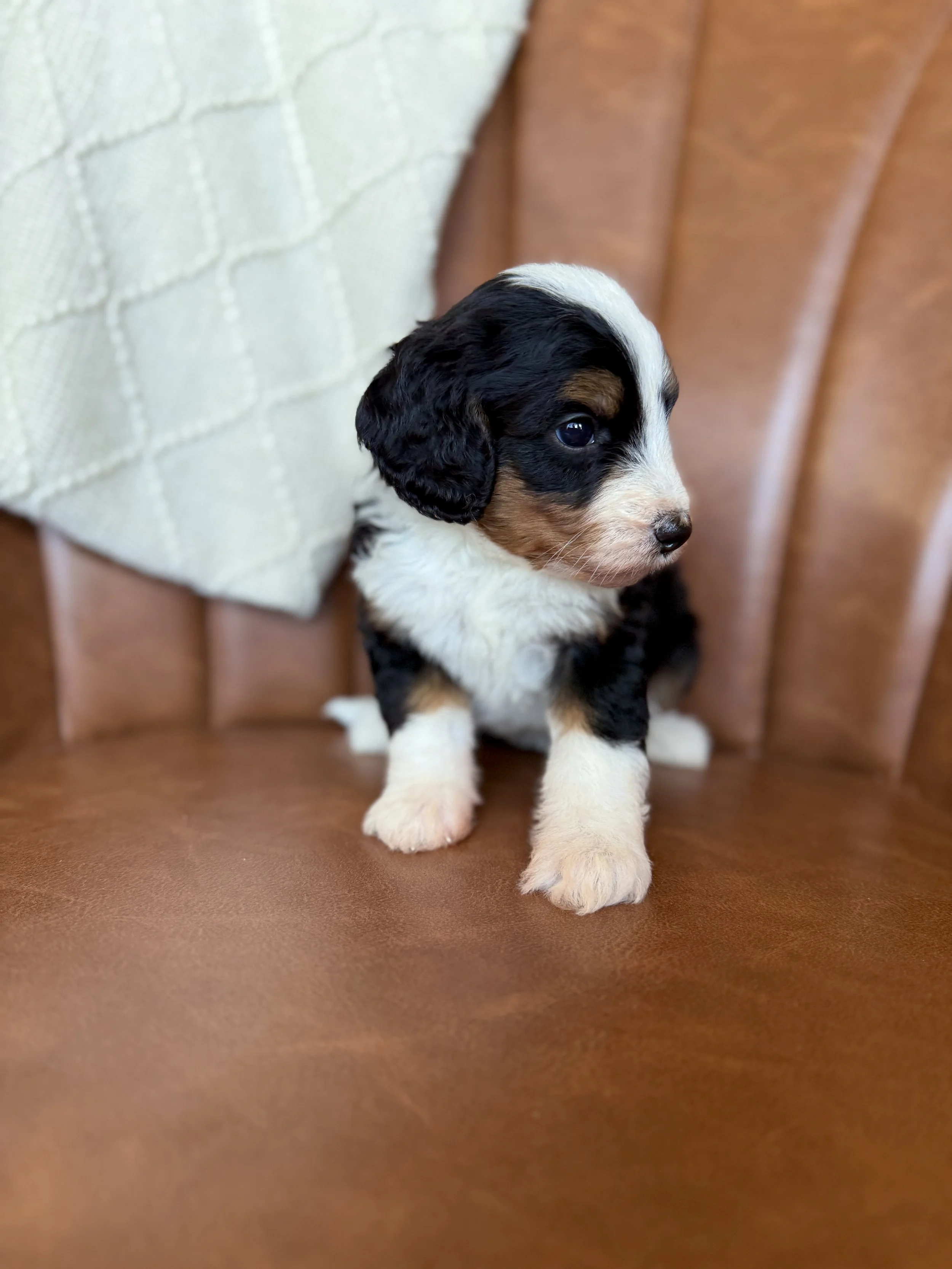 mini tri colored bernedoodle