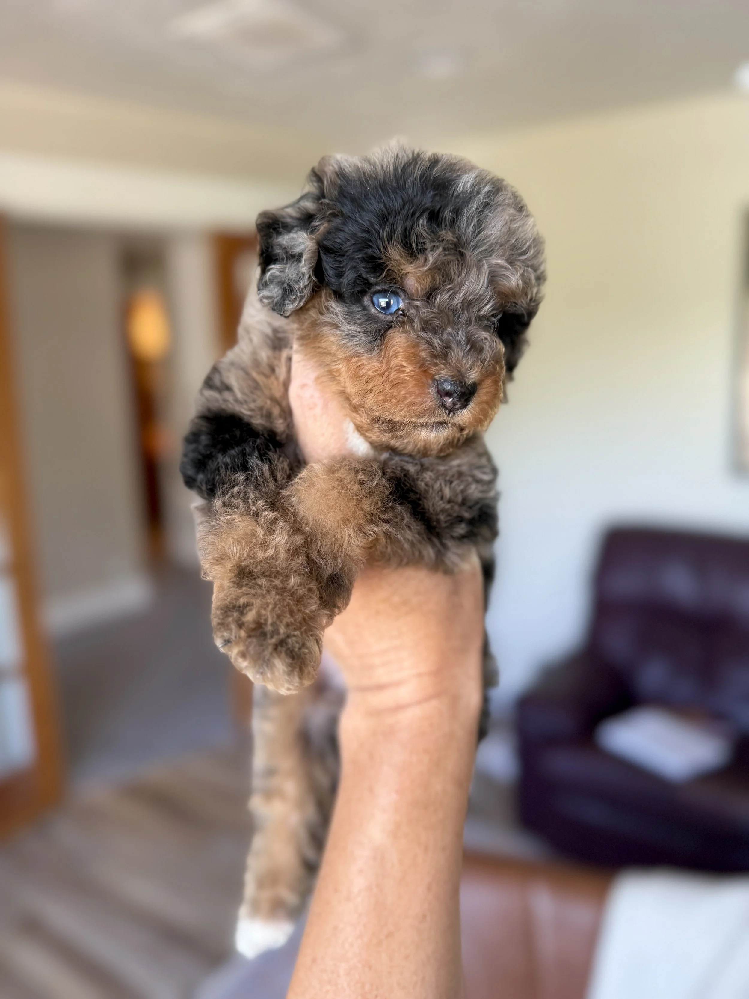 merle tri colored bernedoodle mini