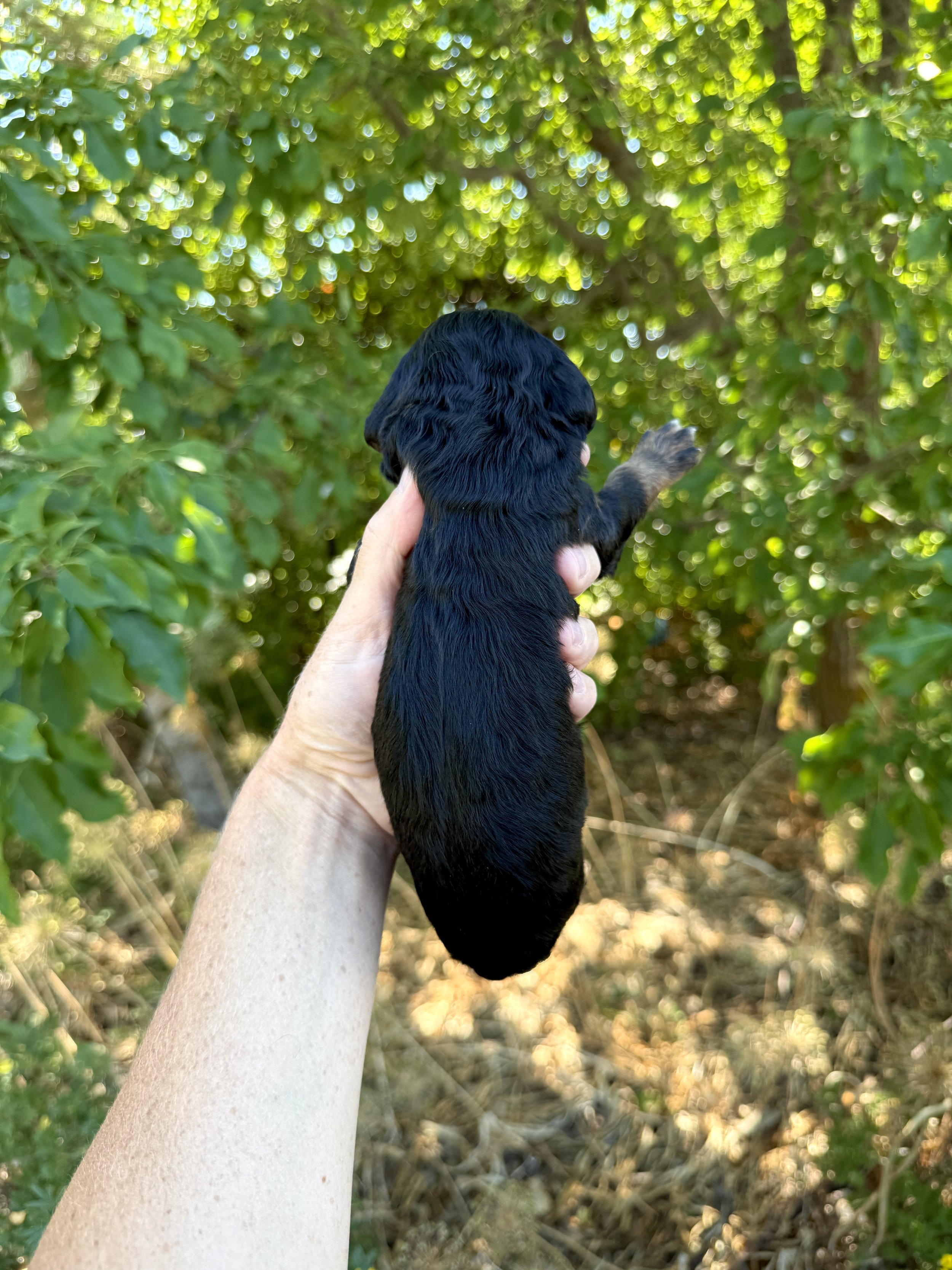 mini phantom bernedoodle