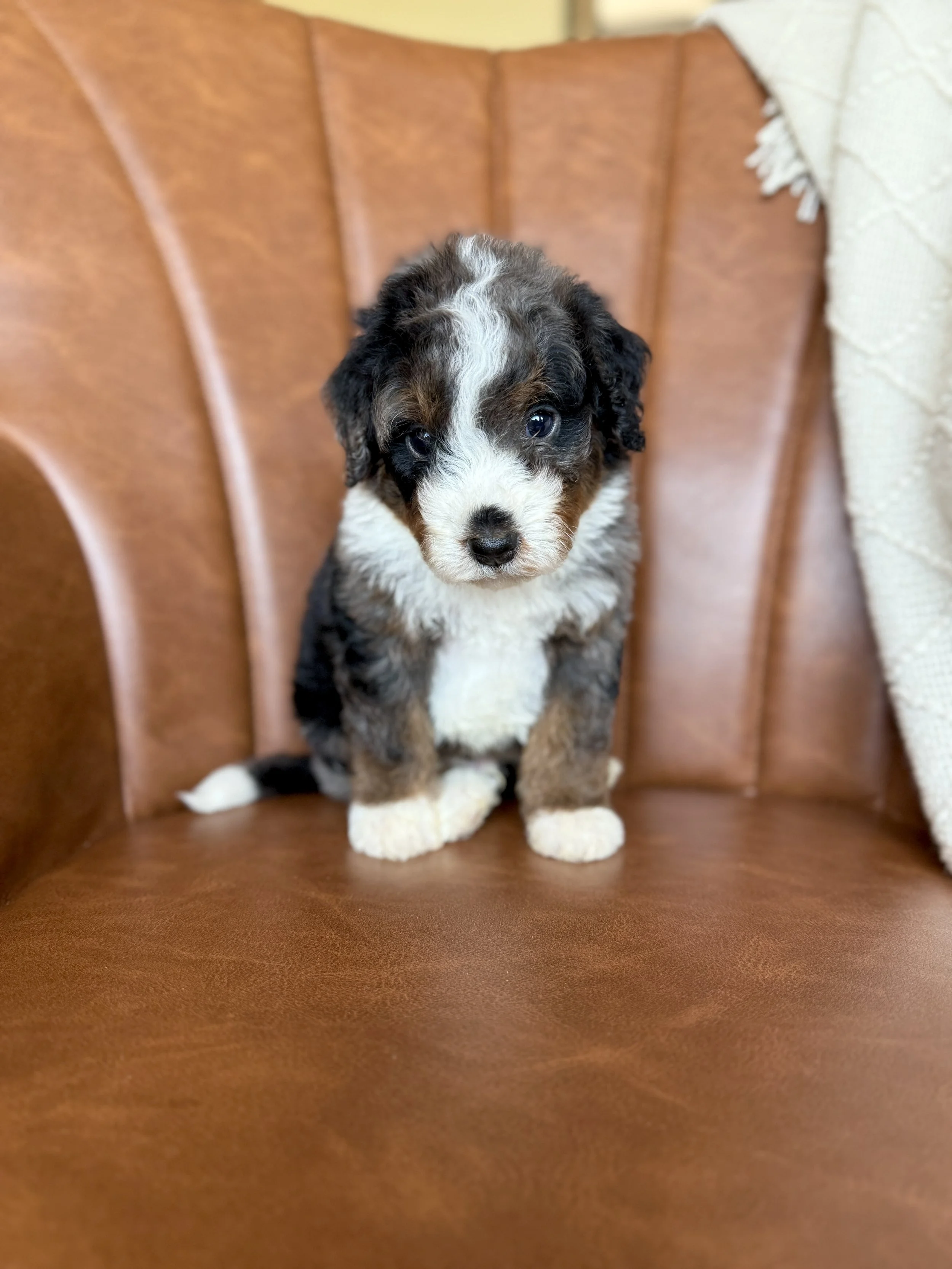 merle tri colored mini bernedoodle
