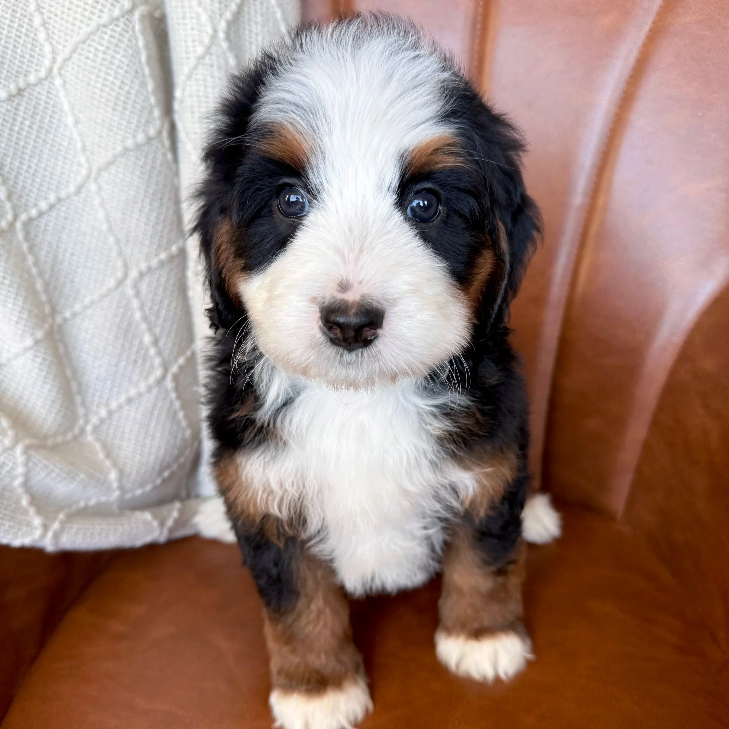 mini tri colored bernedoodle