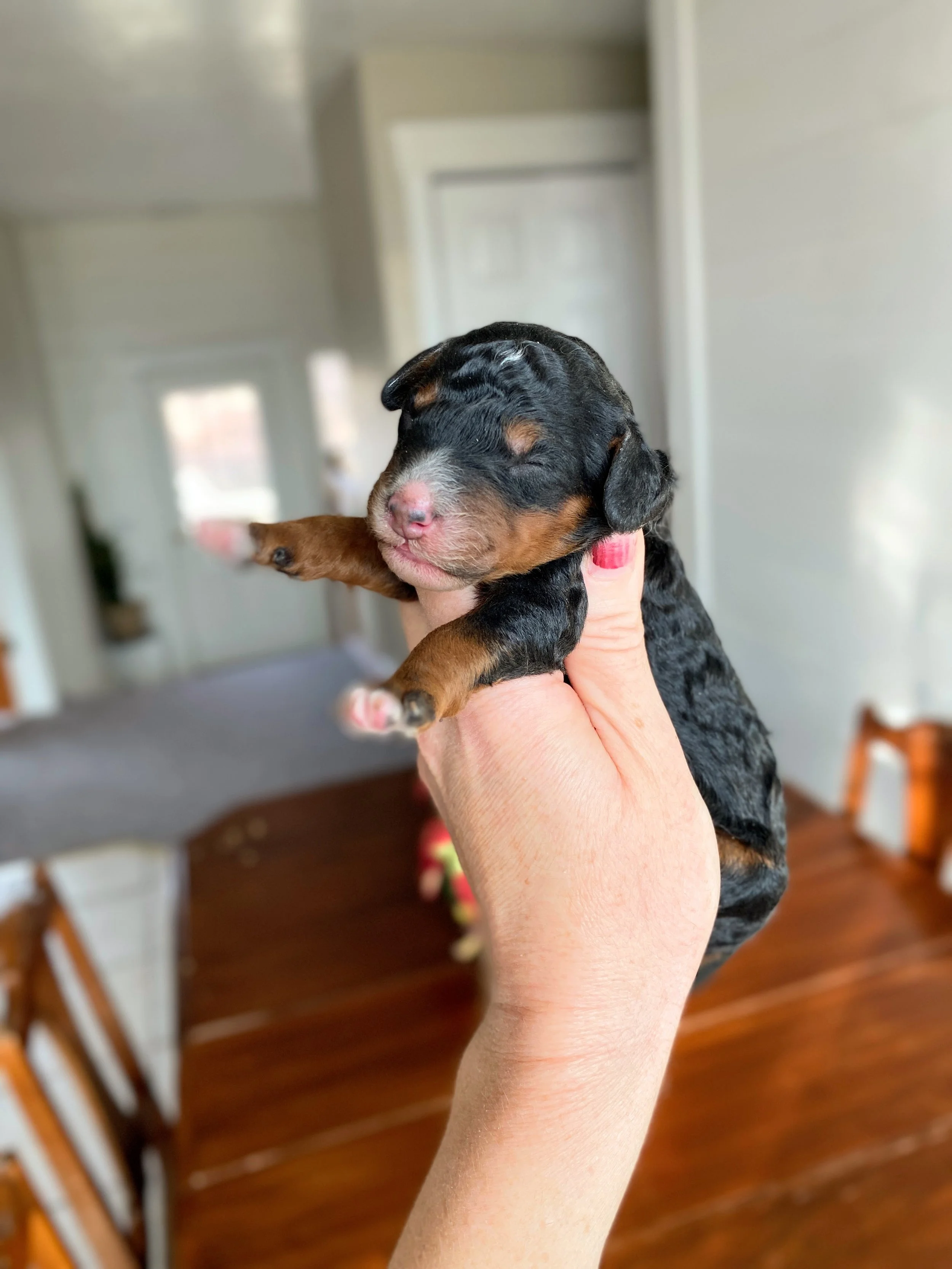 mini phantom bernedoodle