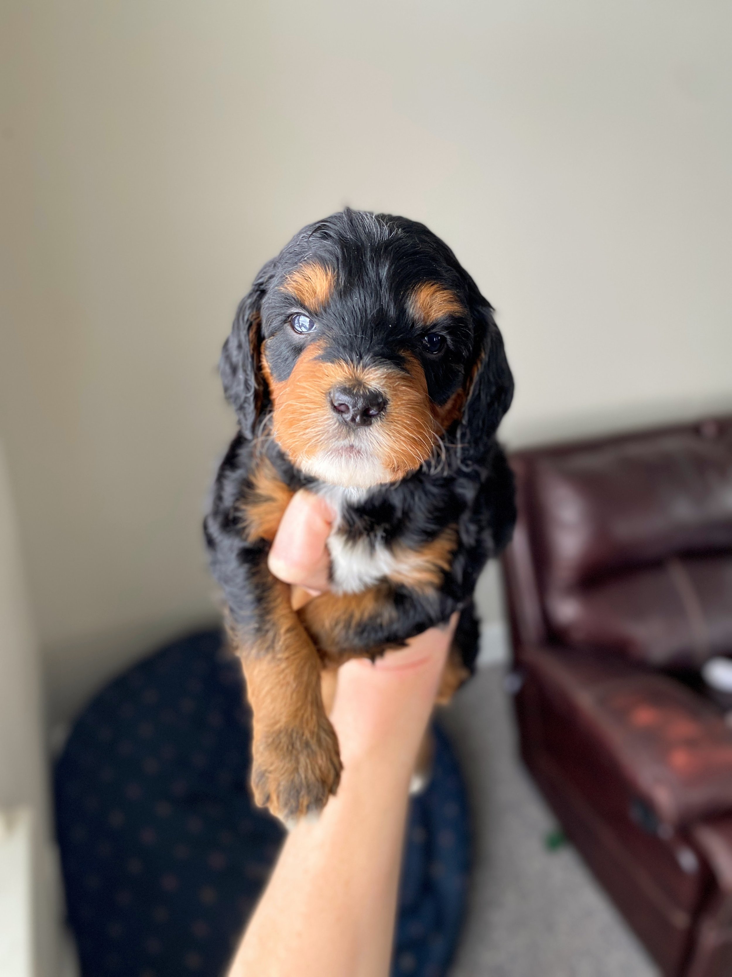 mini phantom white abstract bernedoodle