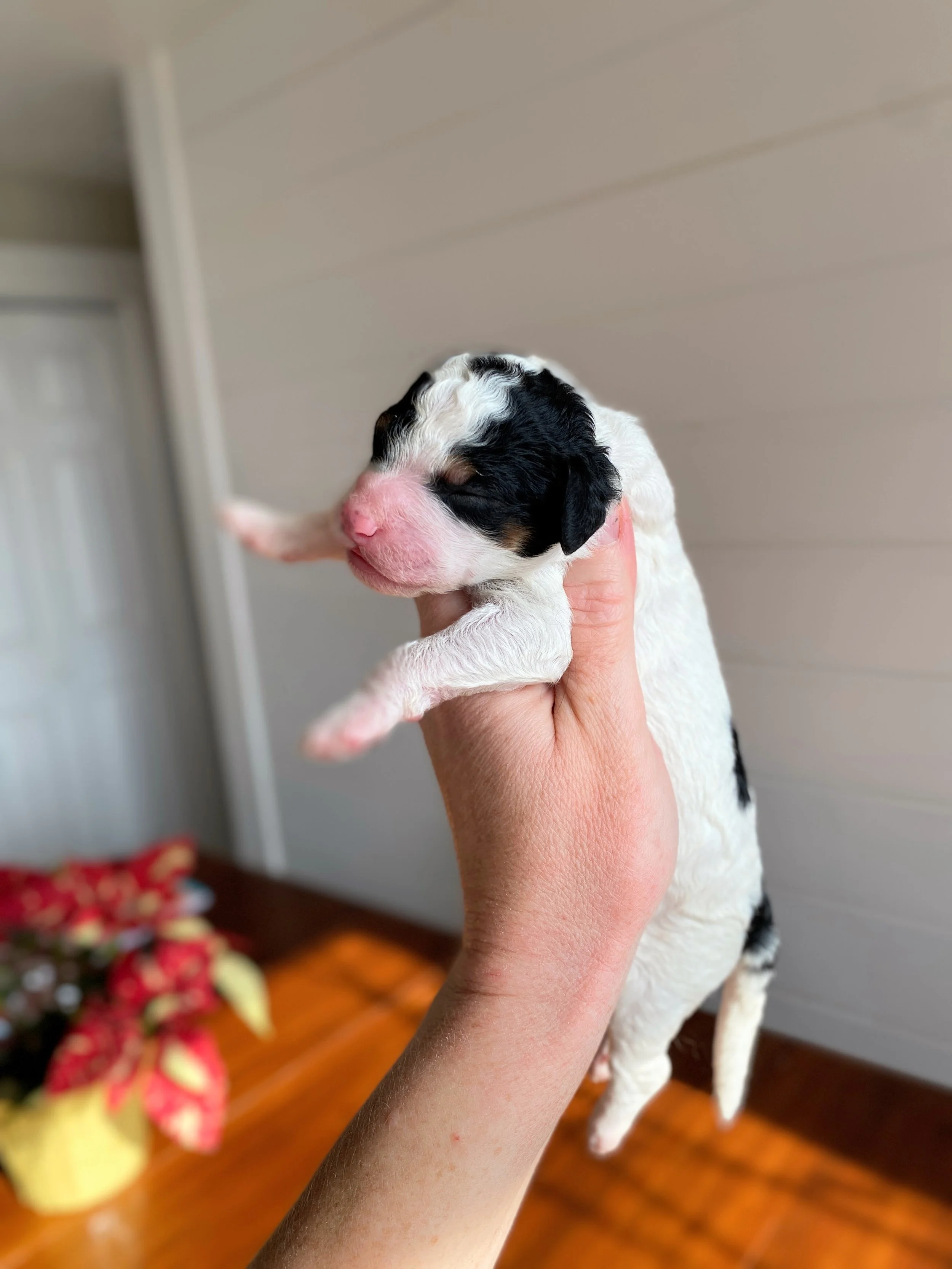 mini parti tri colored bernedoodle