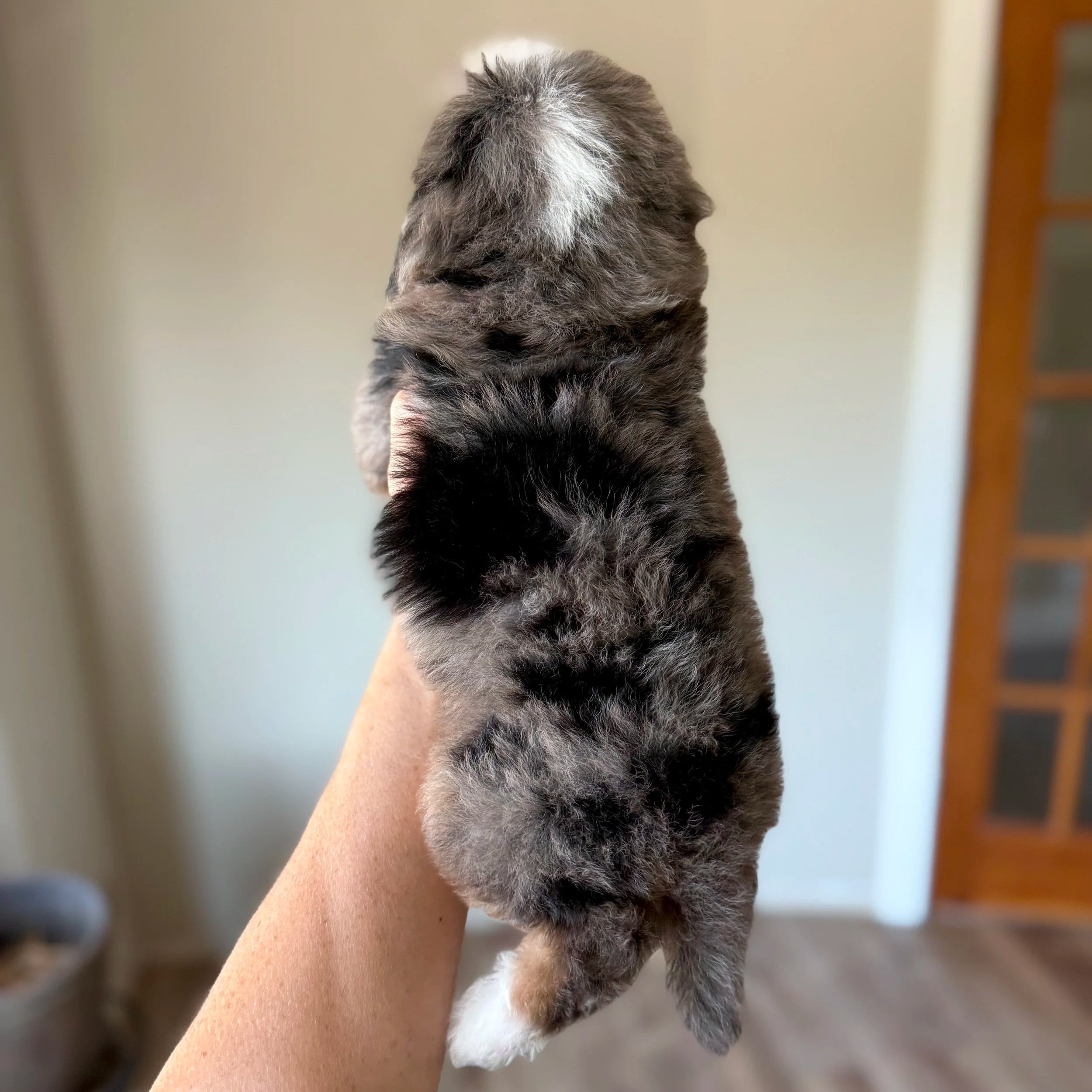 mini merle tri colored bernedoodle