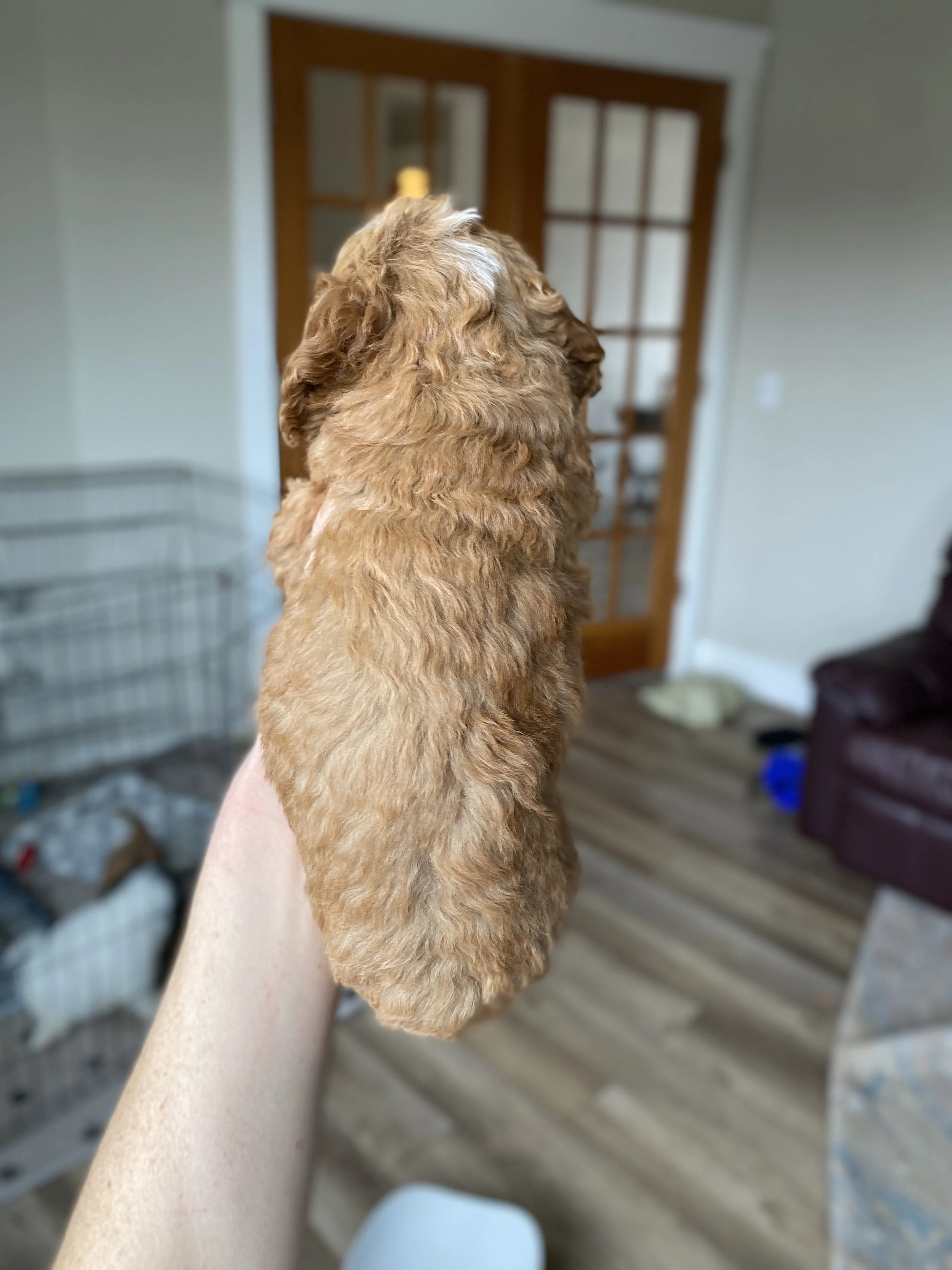 red and white abstract mini bernedoodle