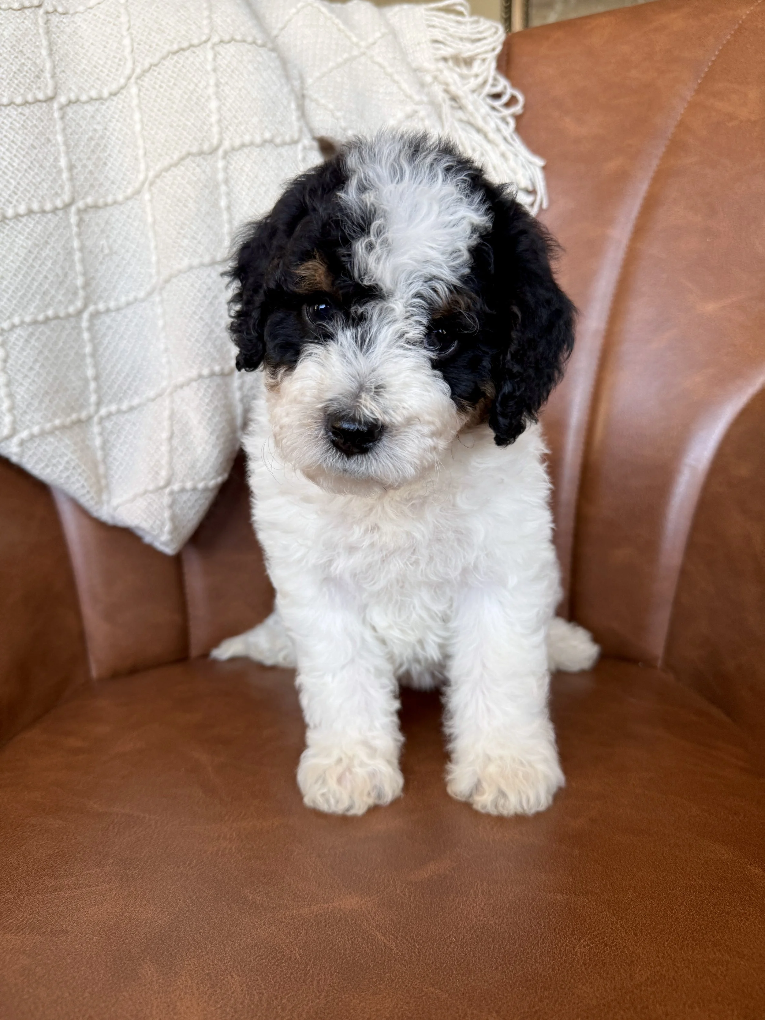 mini bernedoodle tri colored parti