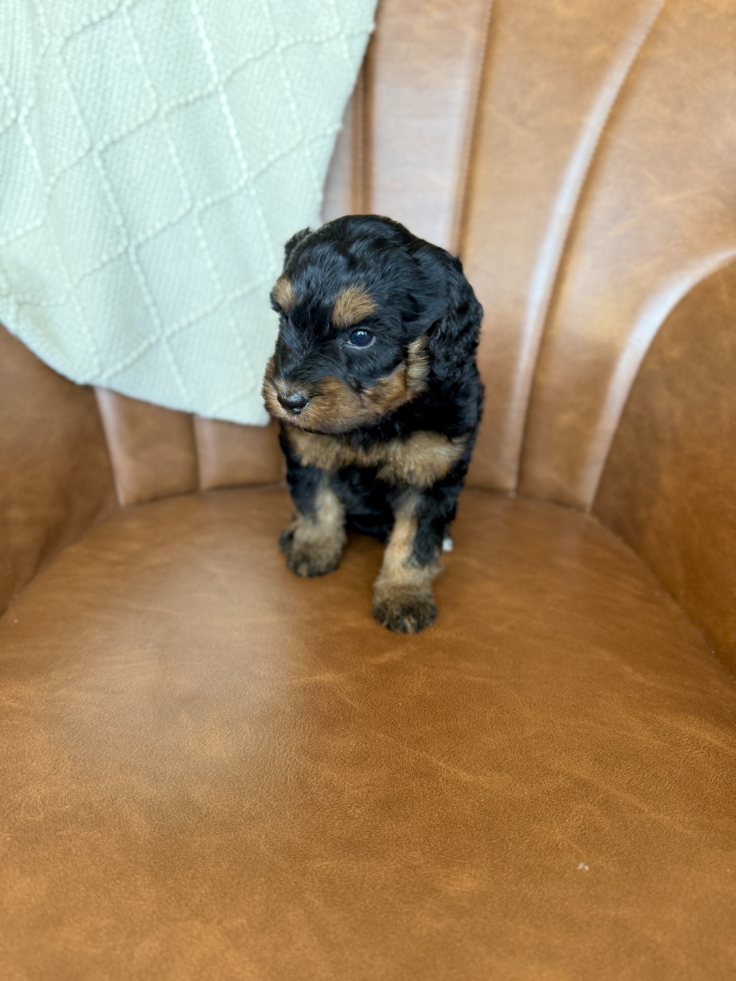 mini micro black phantom bernedoodle