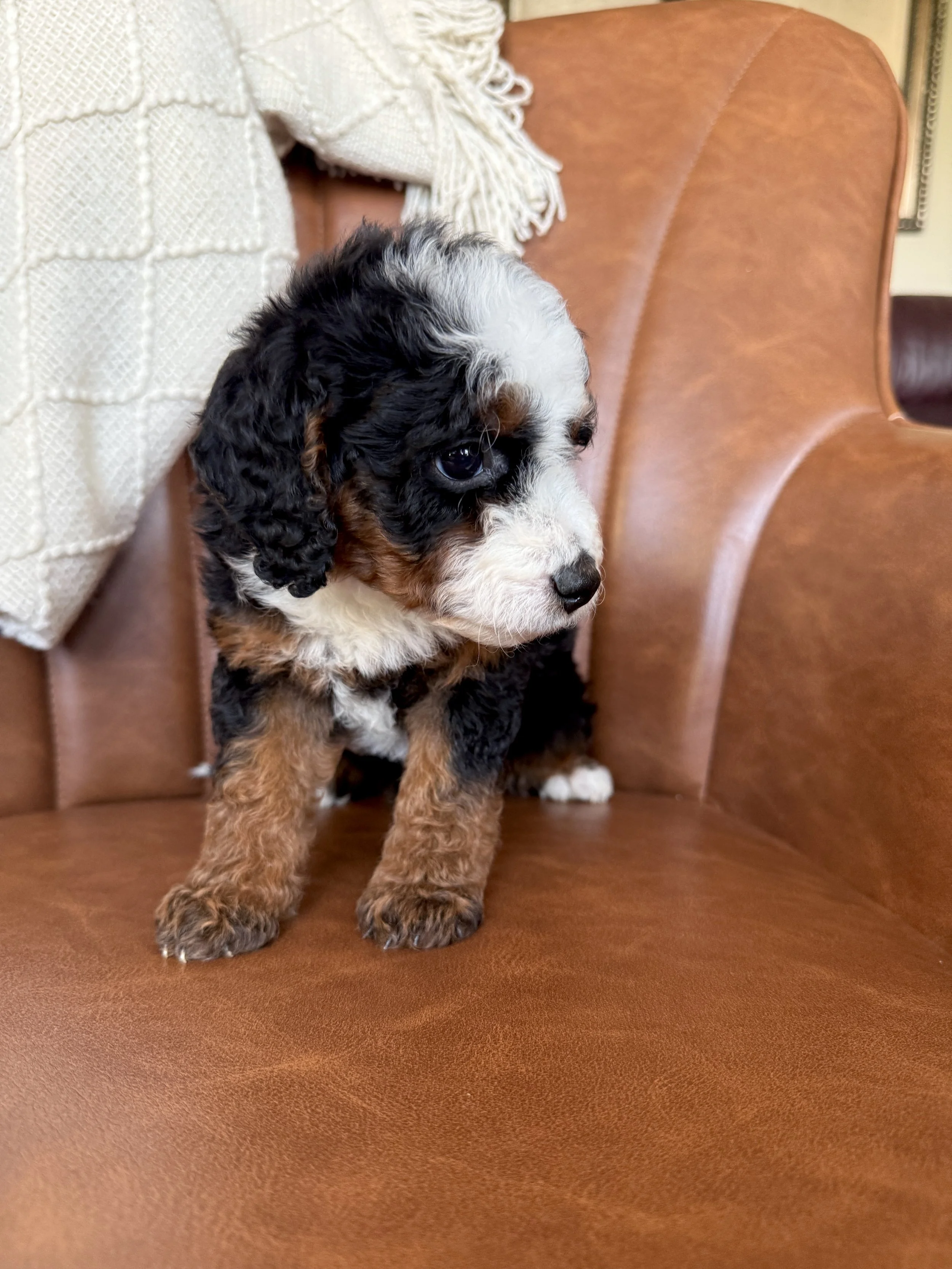 mini tri colored bernedoodle